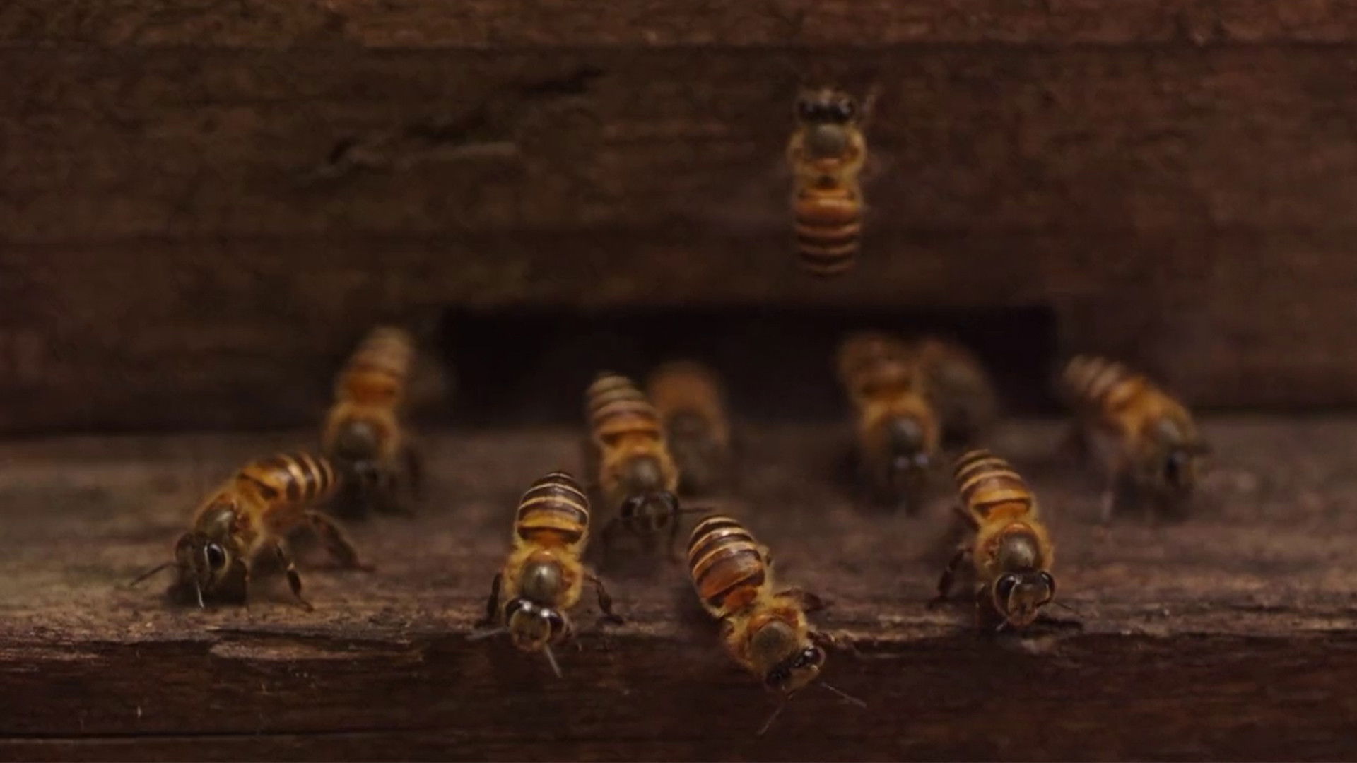 Backdrop for Plan Bee