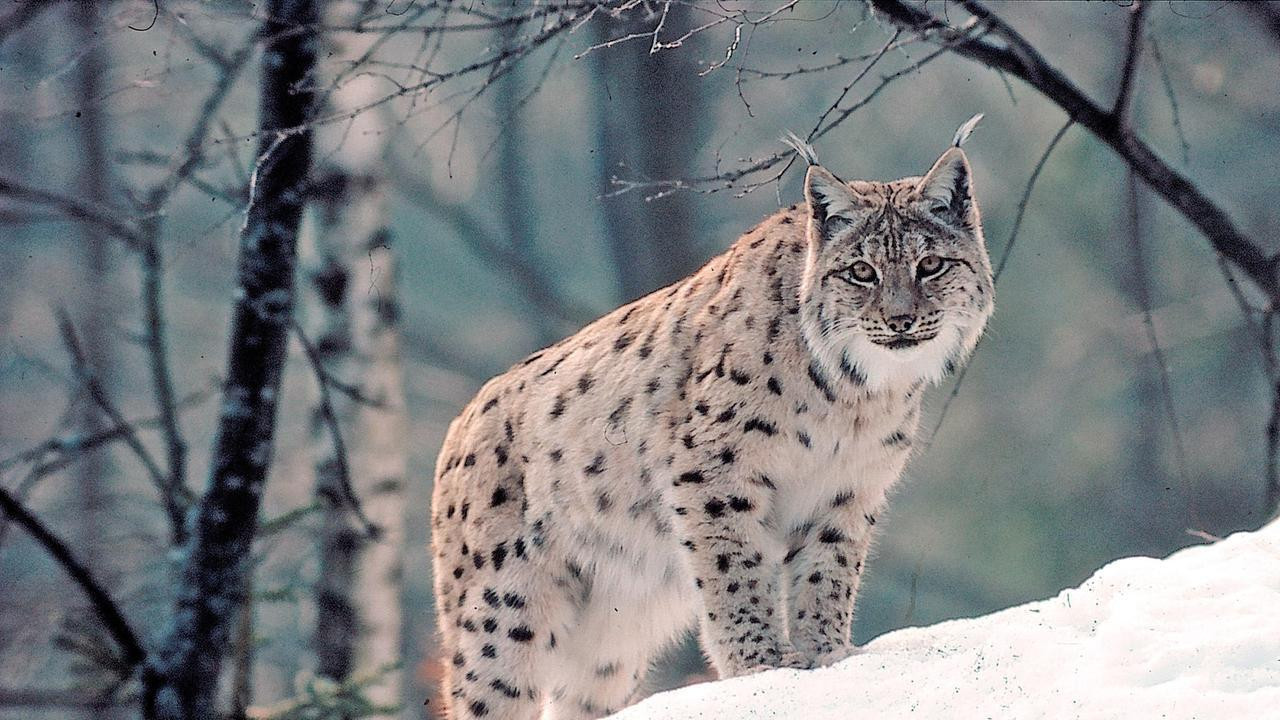 Backdrop for Geisterkatzen (1)