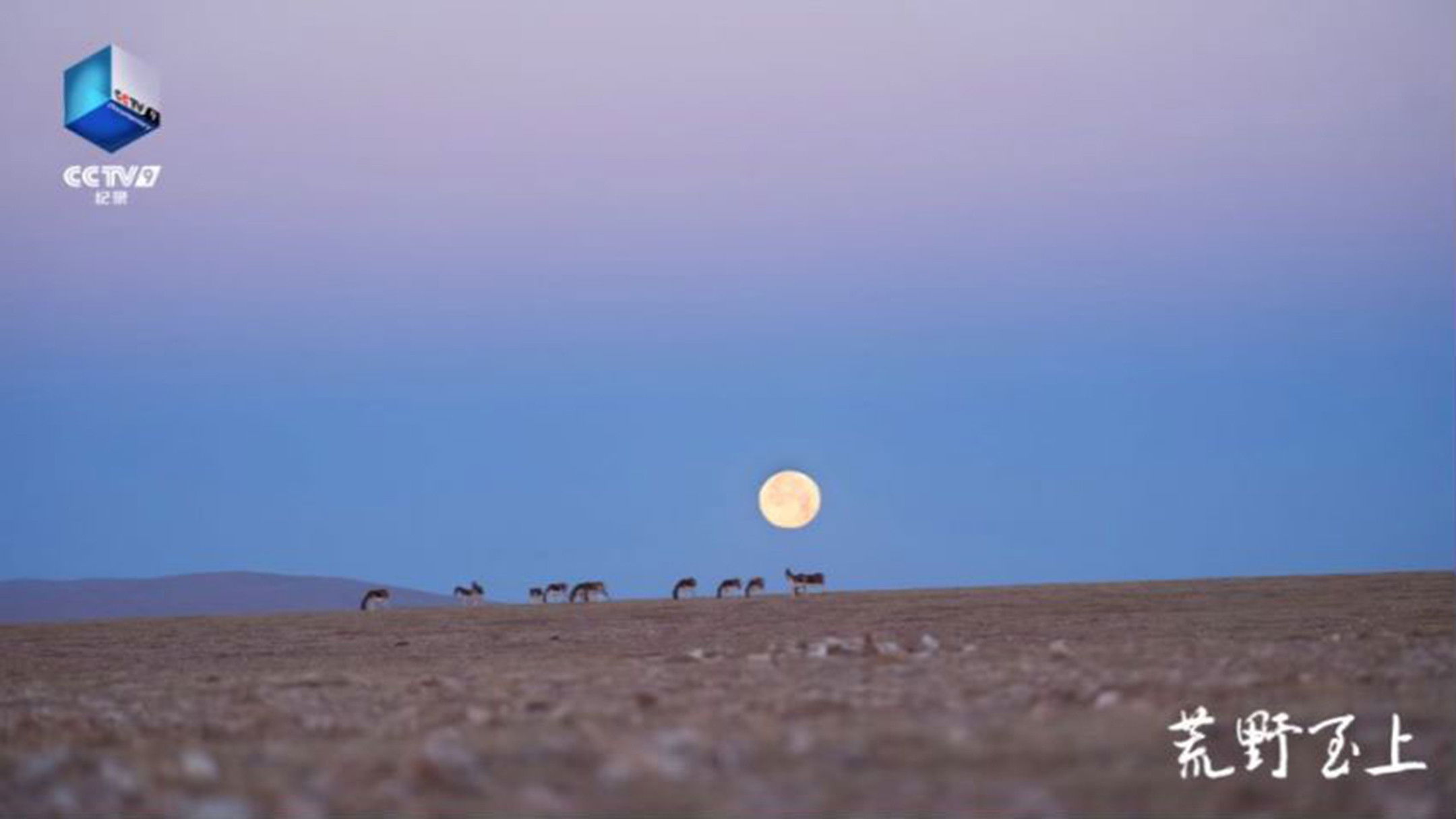 Backdrop for 荒野至上