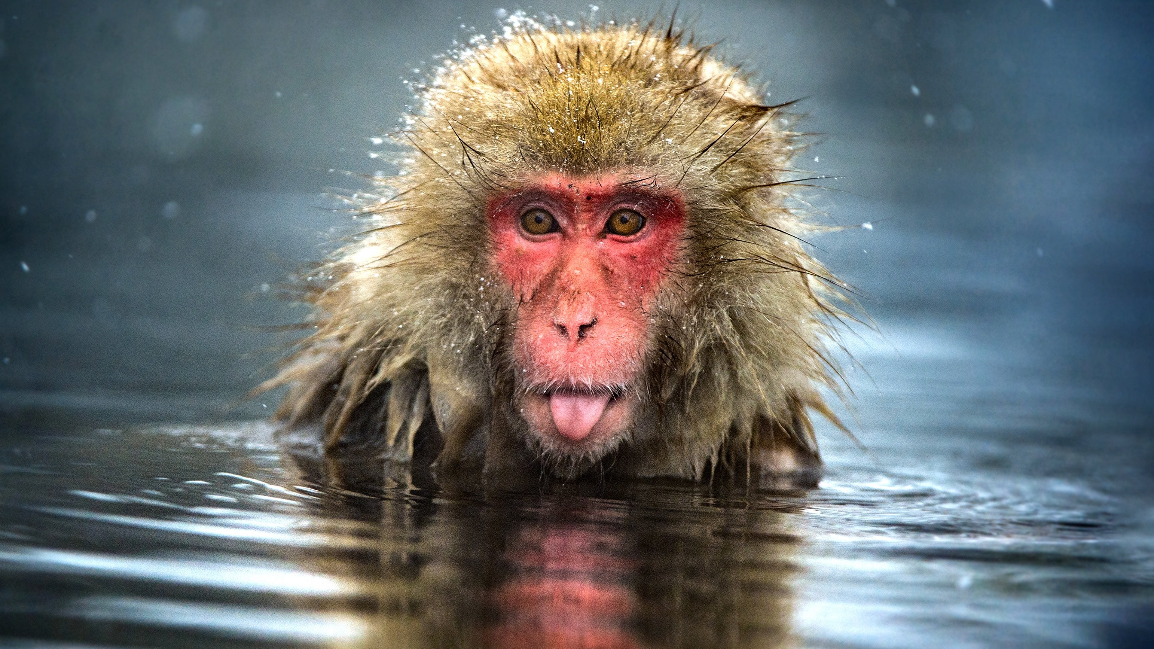 Backdrop for Monkey Planet