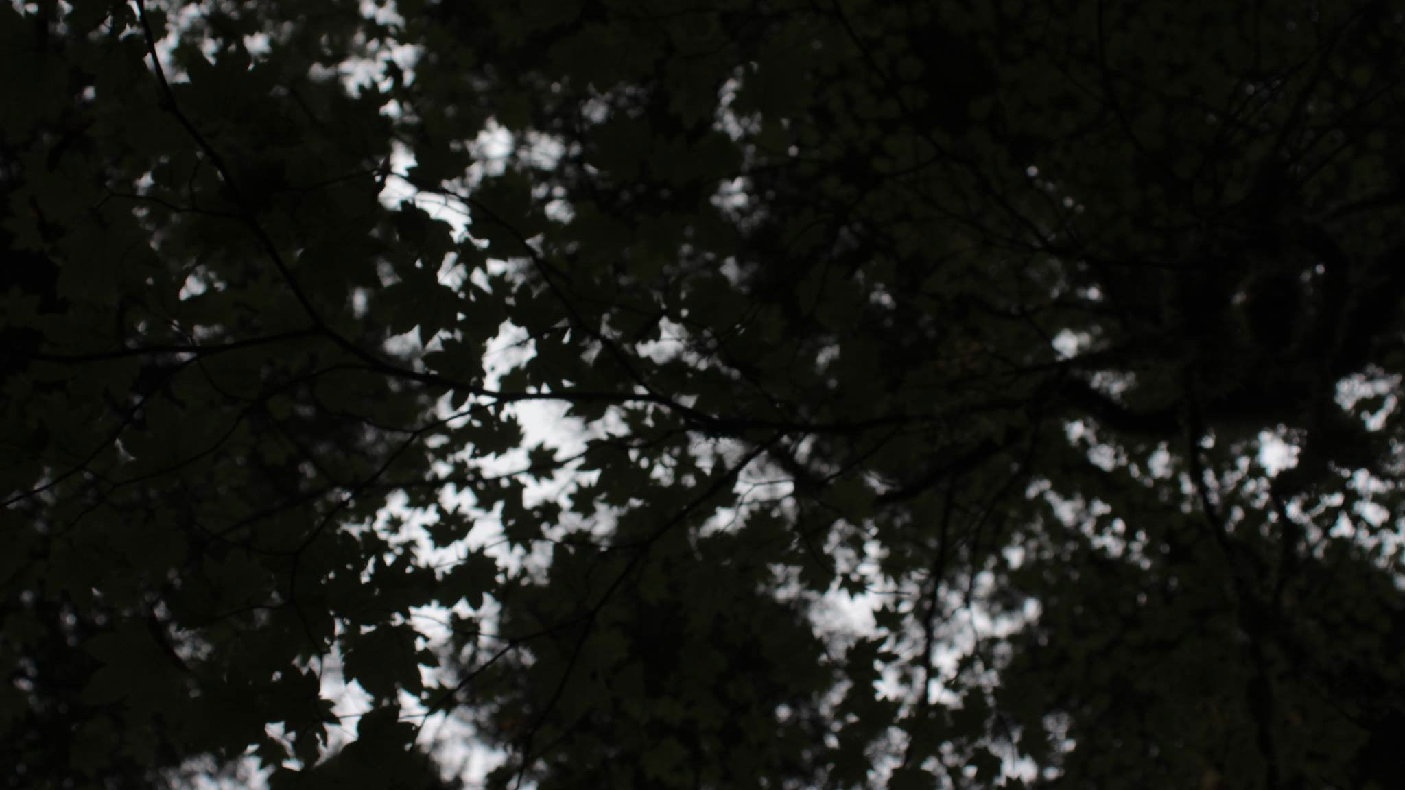 Backdrop for Reclamation