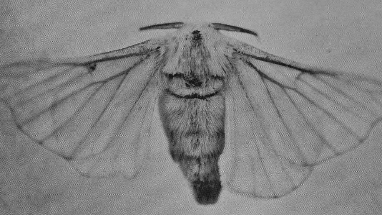 Backdrop for AFI: I Heard a Voice