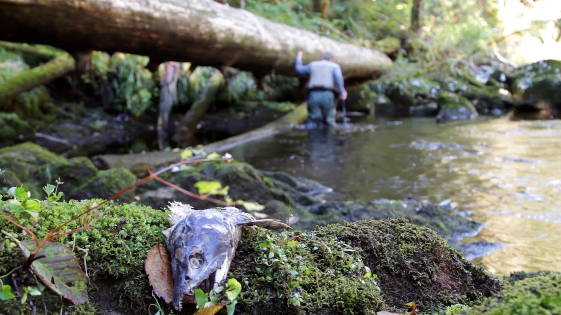 Backdrop for Guardian