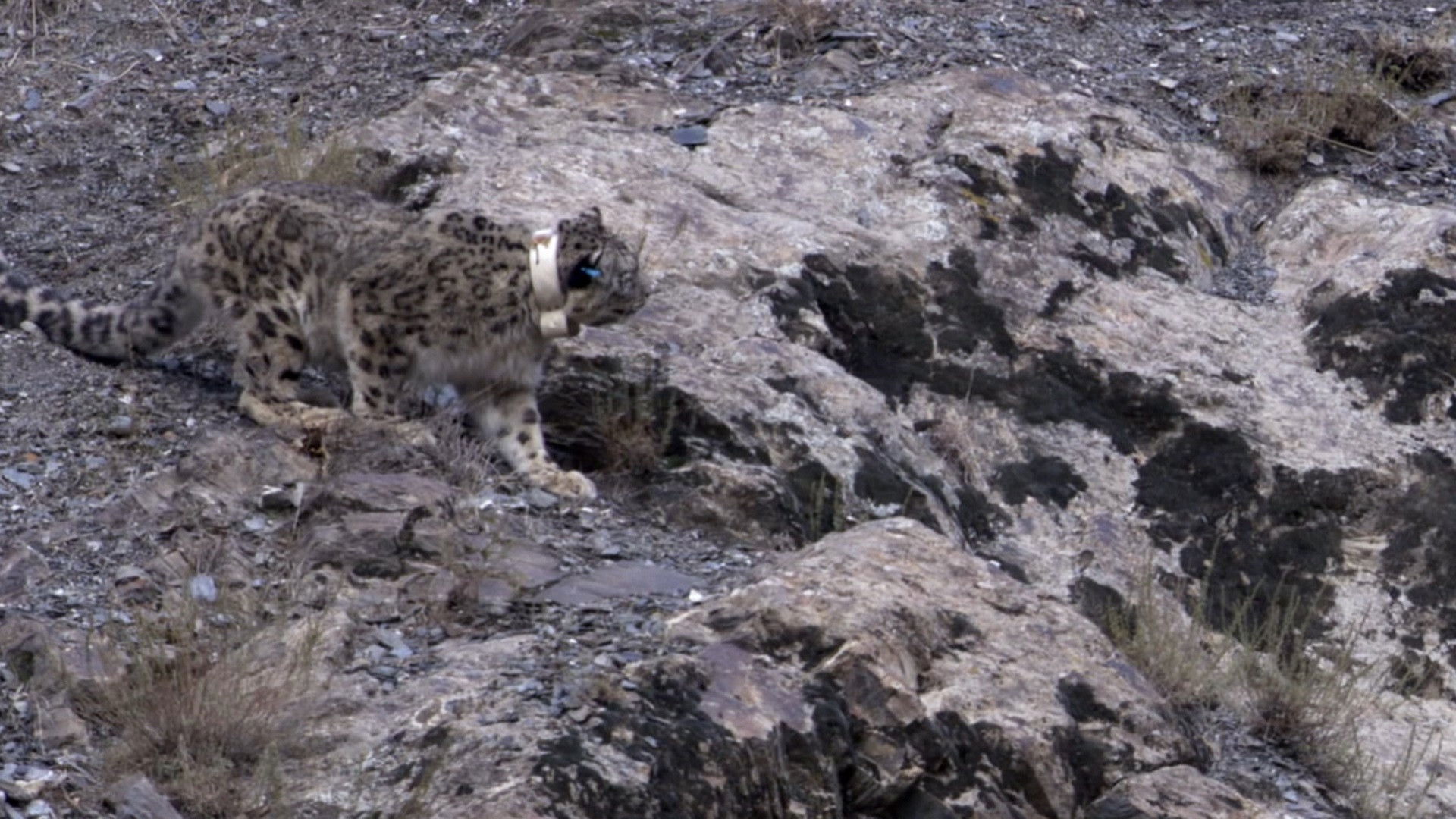 Backdrop for Snow Leopard: Beyond the Myth