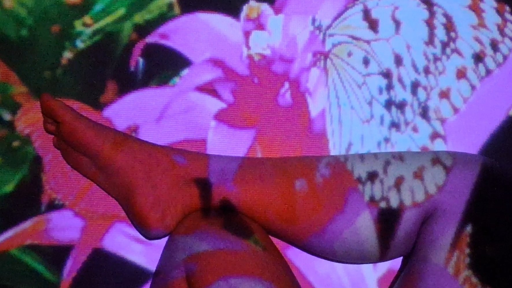 Backdrop for Beijo de Borboleta