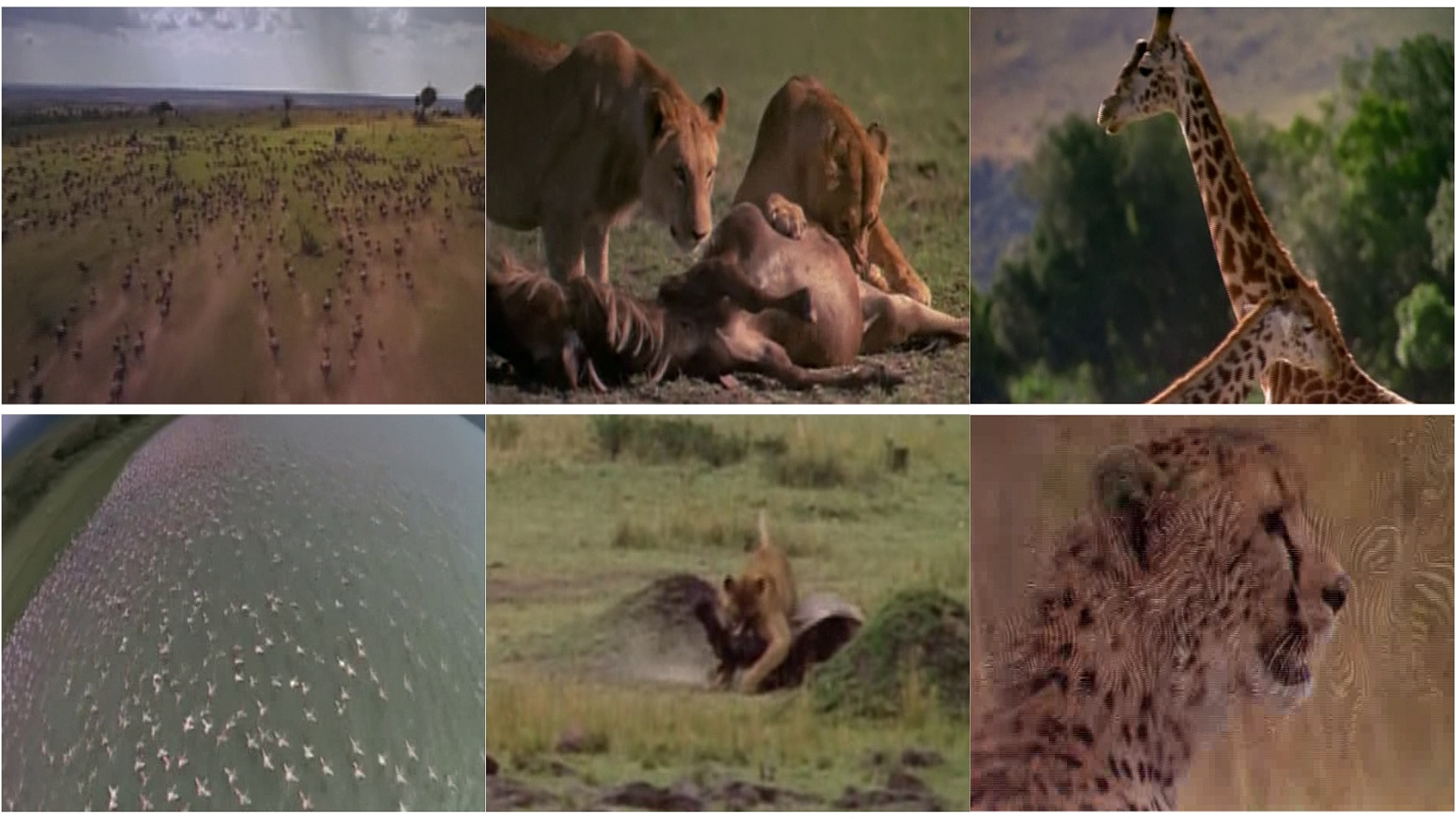 Backdrop for Africa: The Serengeti