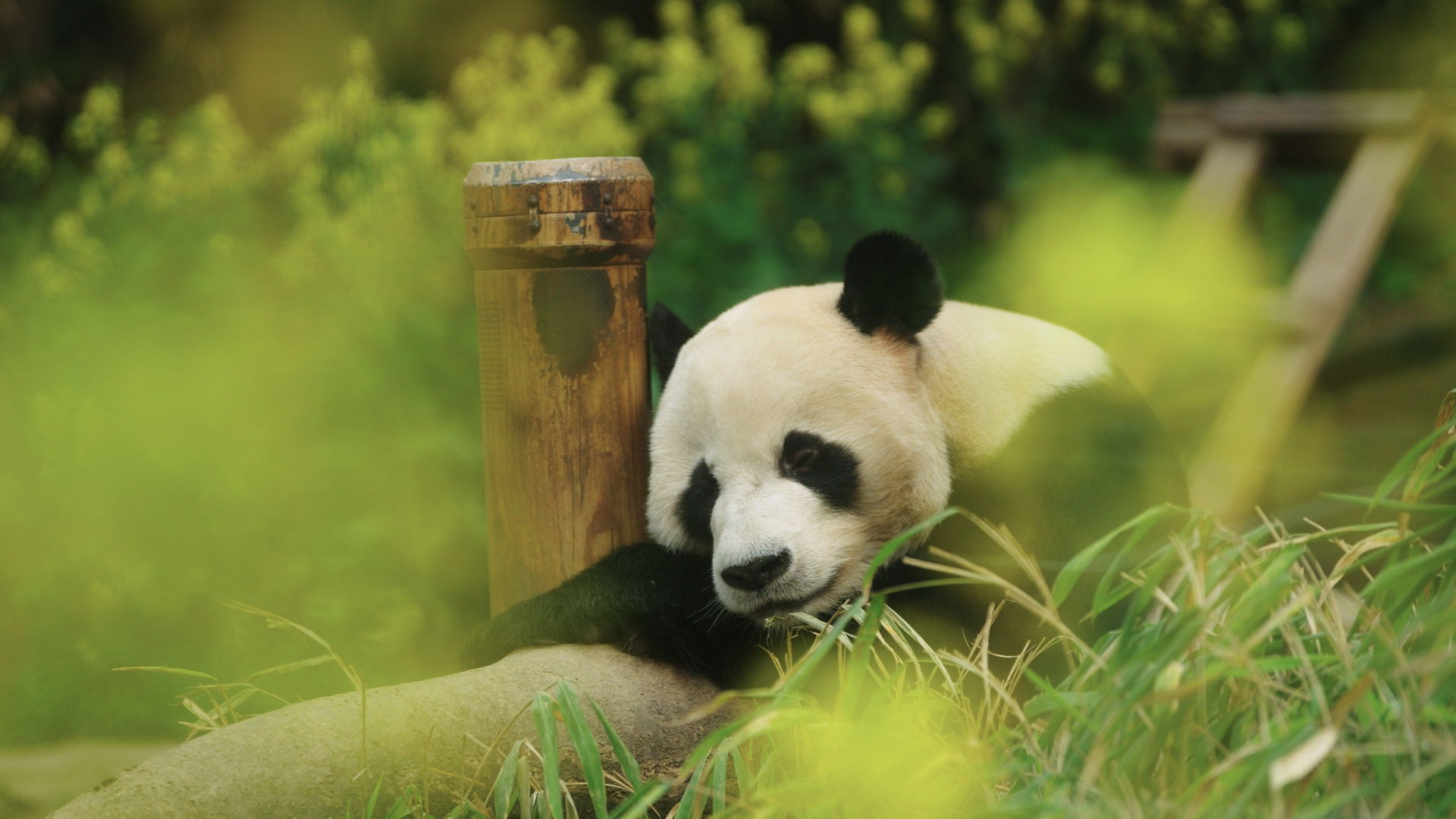 Backdrop for My Dearest Fu Bao