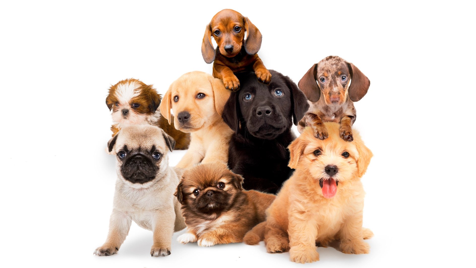 Backdrop for Puppy Time!