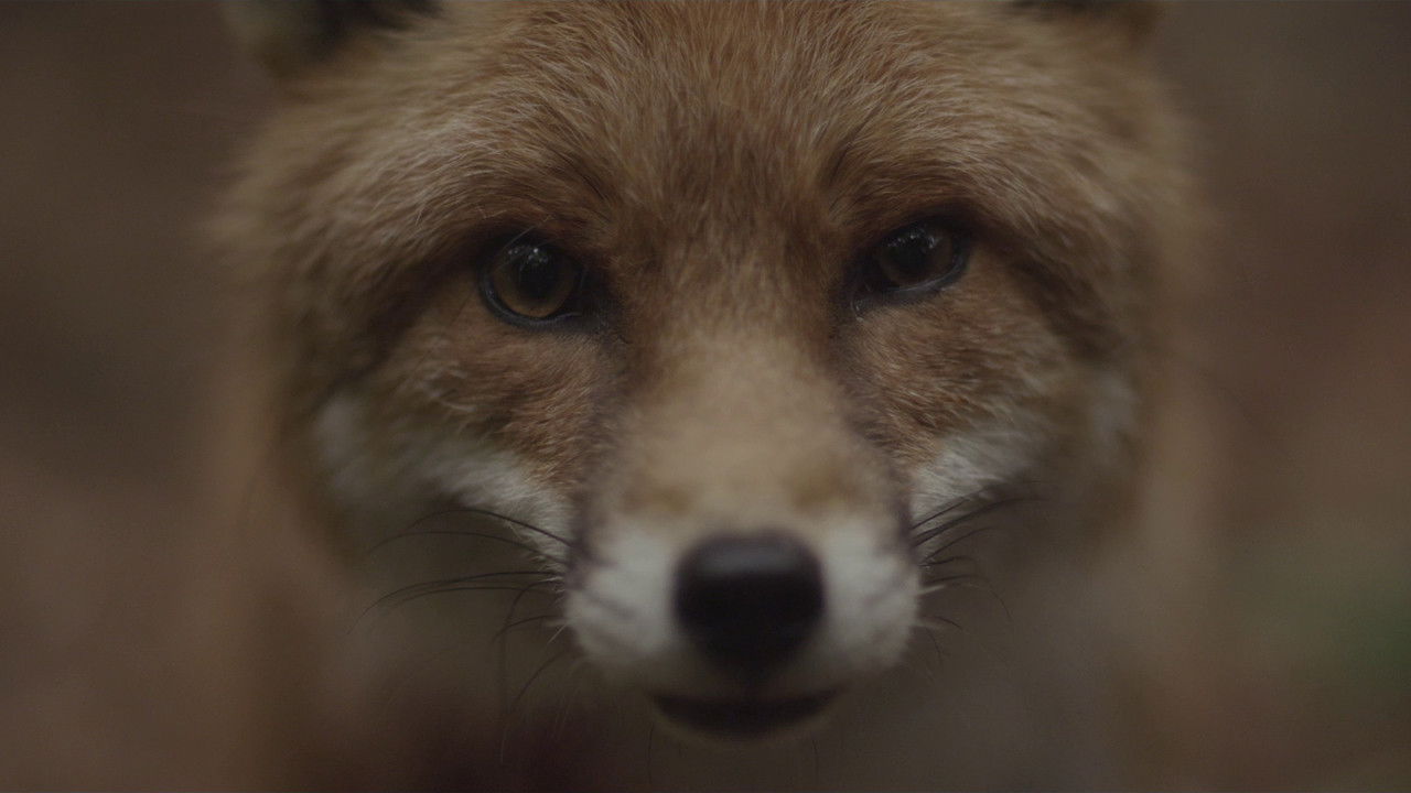 Backdrop for Ekki múkk