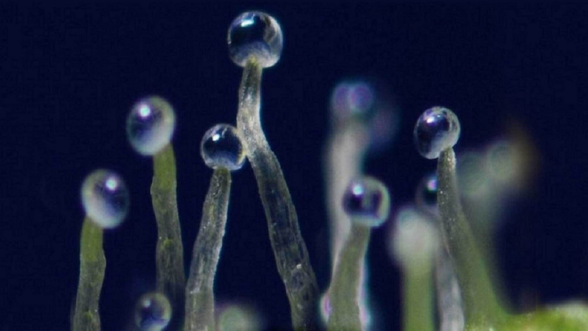 Backdrop for What If Cannabis Cured Cancer