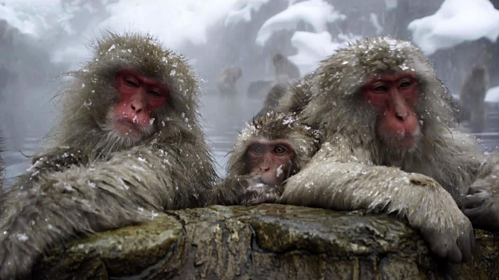 Backdrop for Life Force