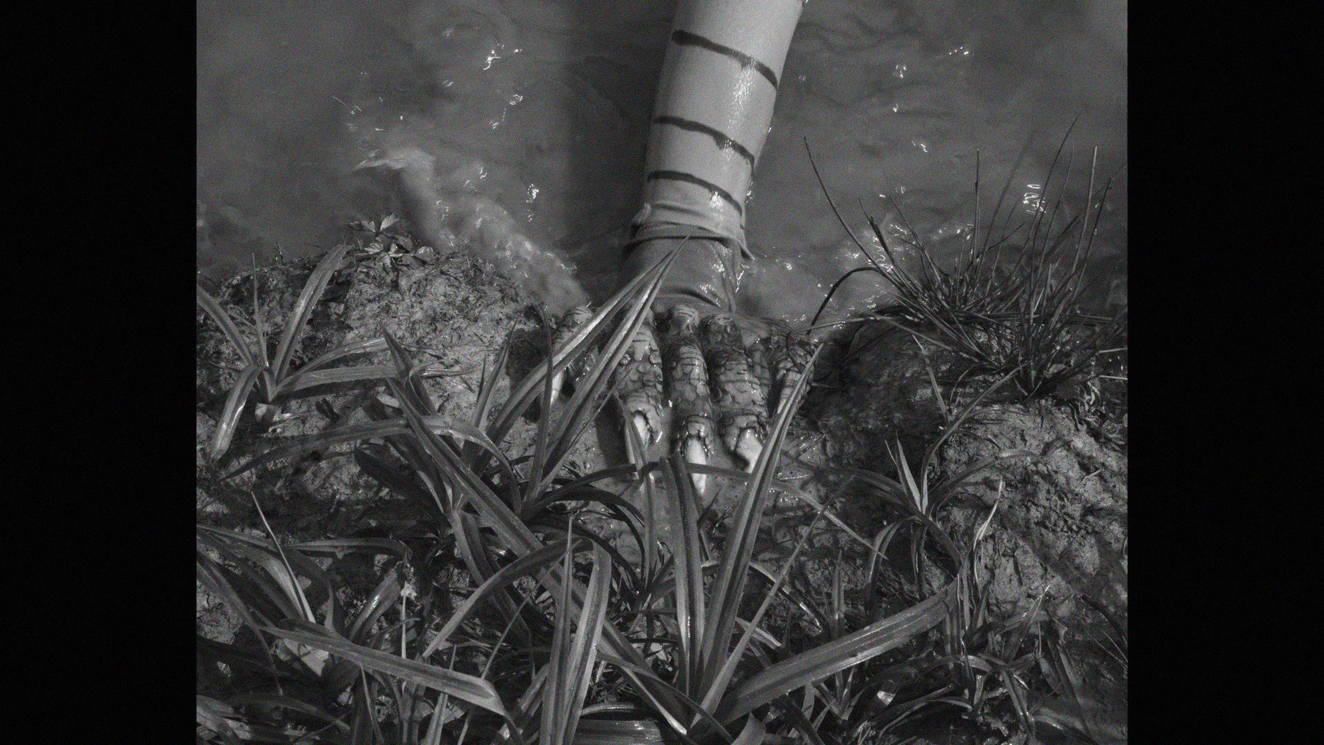 Backdrop for FROGGER, LA CREATURE DU LAC