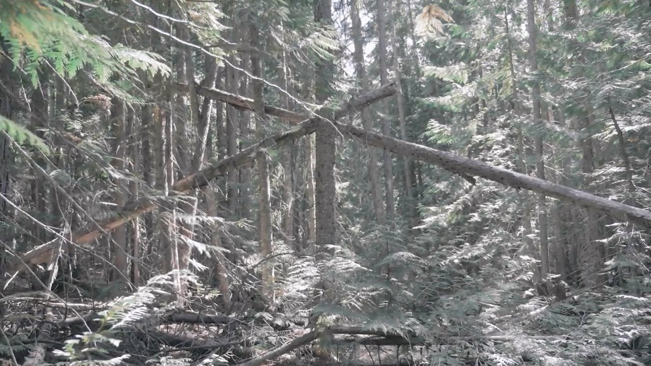 Backdrop for Bigfoot Encounters in the Pacific Northwest