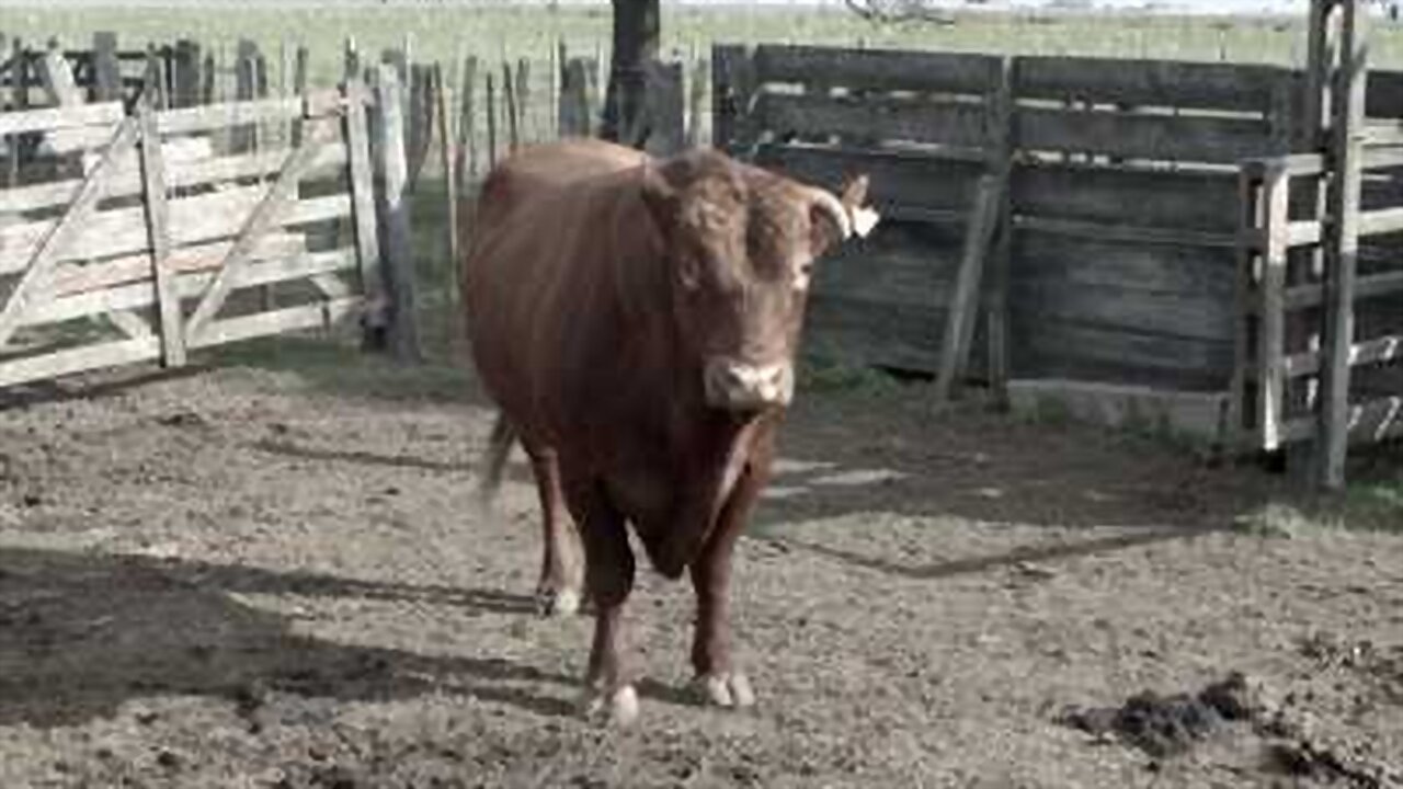 Backdrop for Carne propia