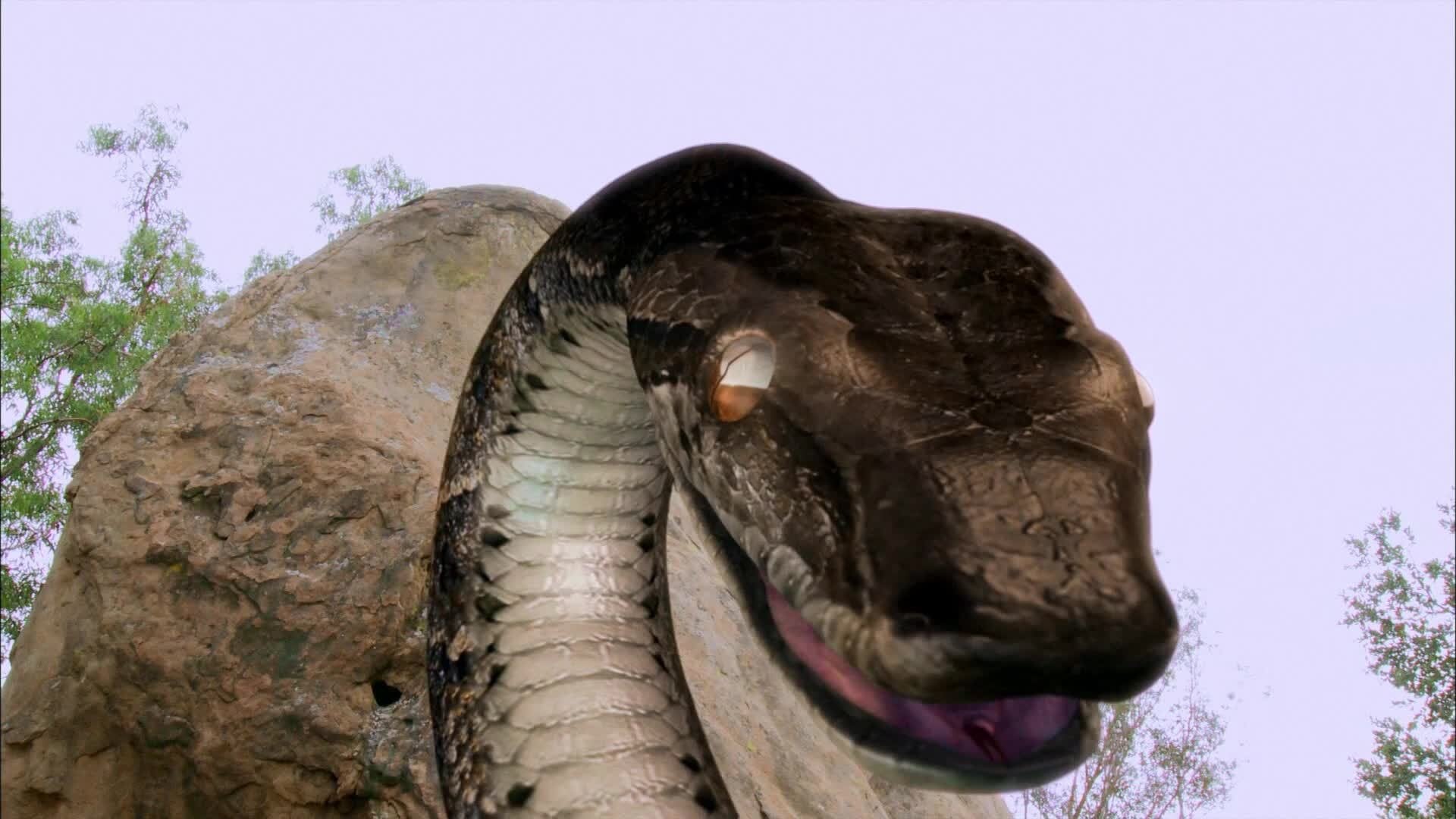 Backdrop for Megaconda