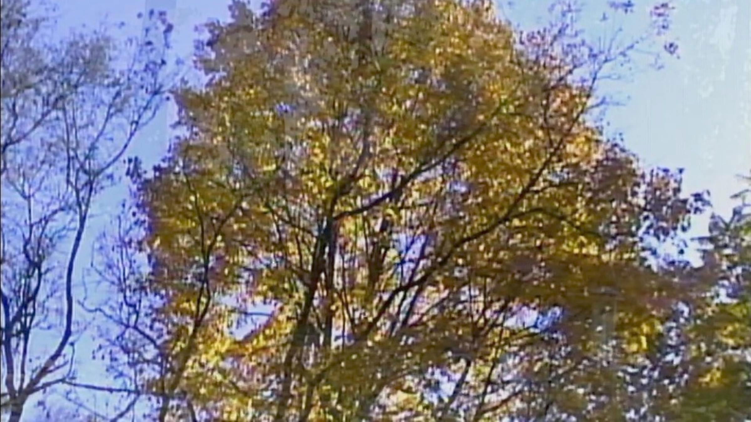 Backdrop for Leaves
