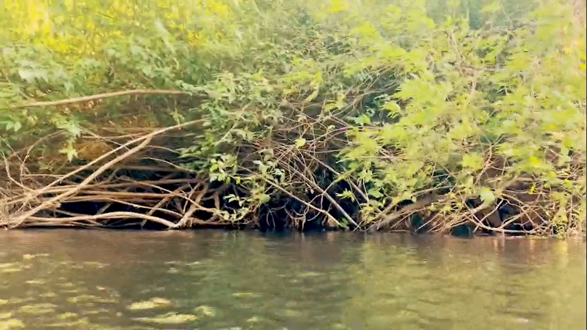 Backdrop for The Real Cavemen