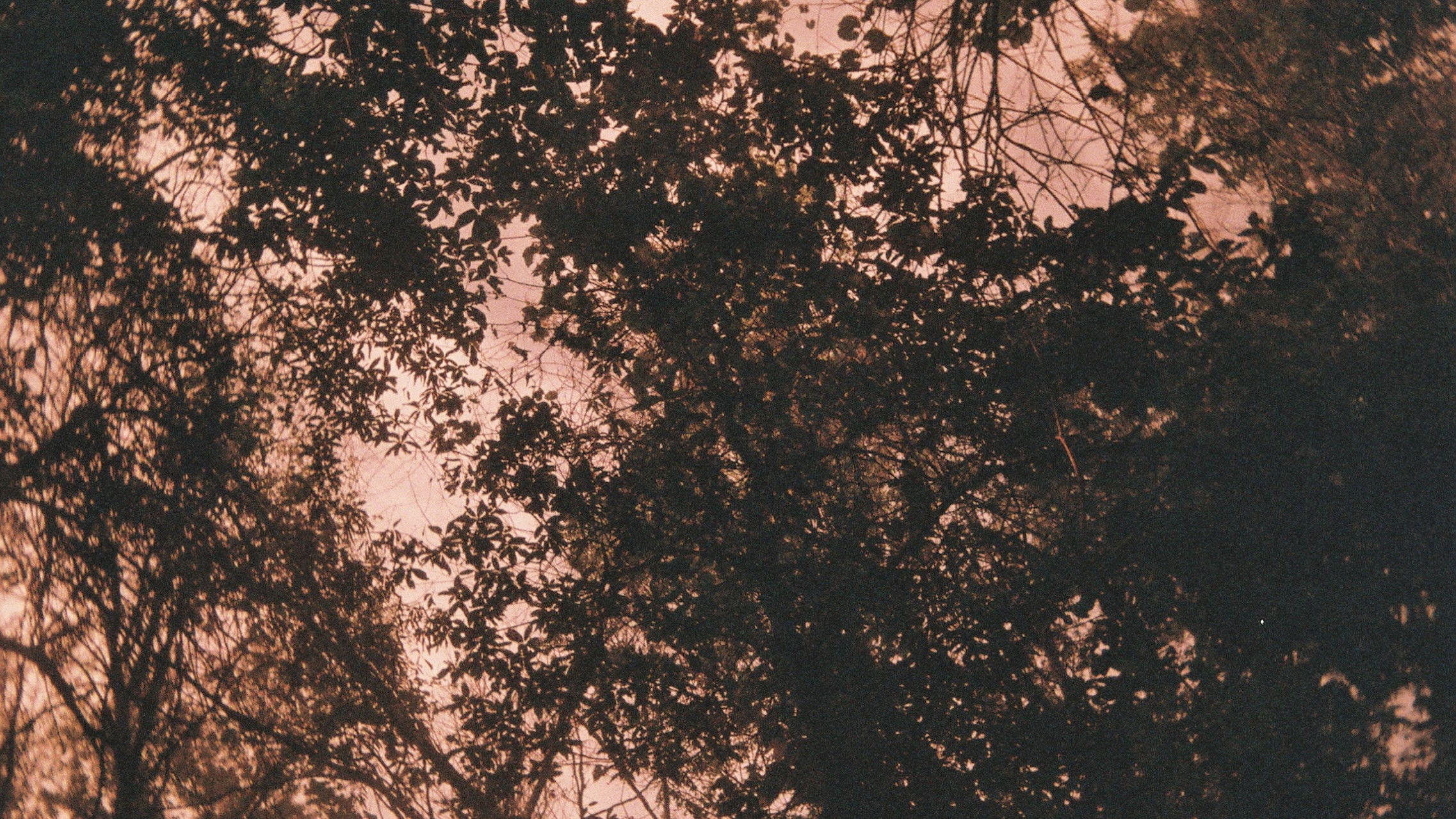 Backdrop for Palindrome