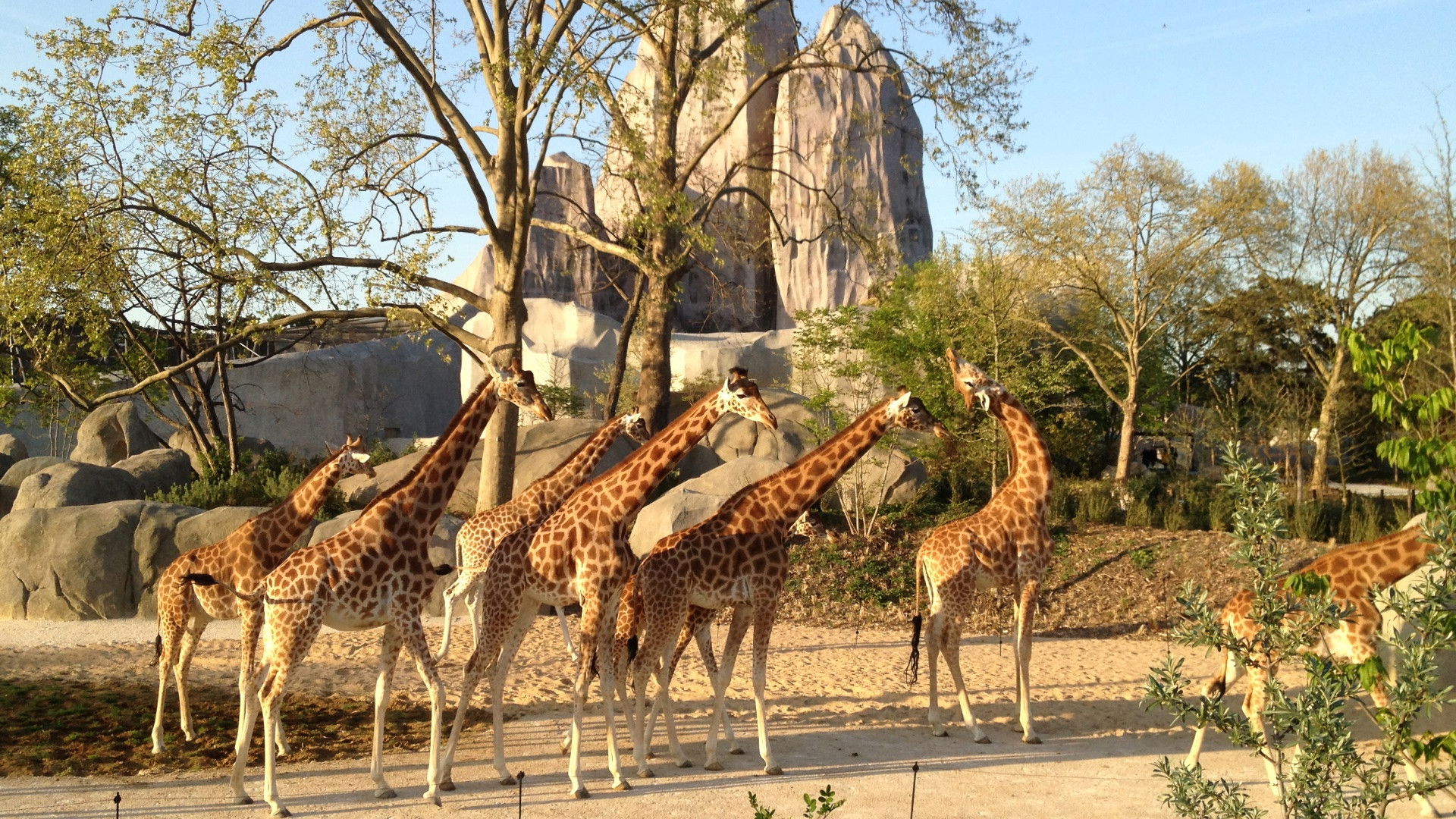 Backdrop for Paris Zoo: An Insider's View