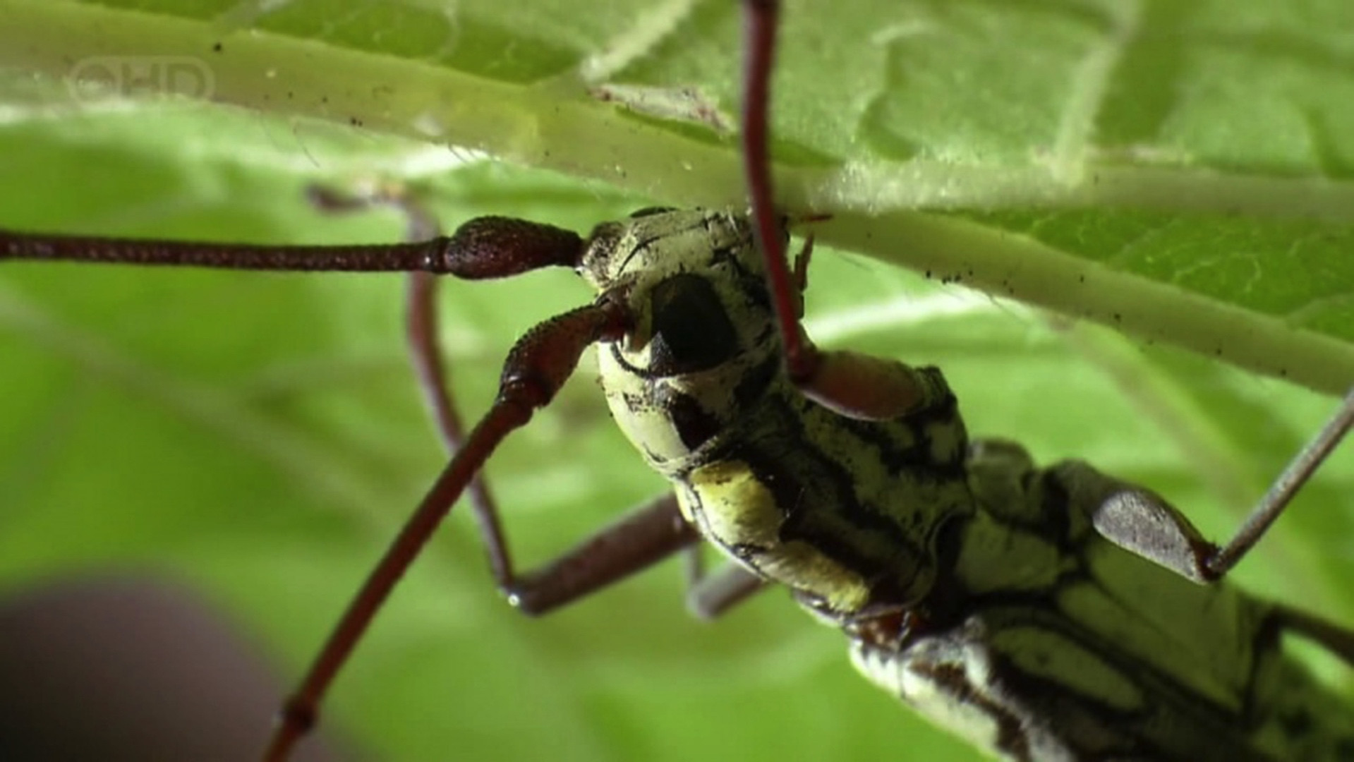 Backdrop for The Queen of Trees