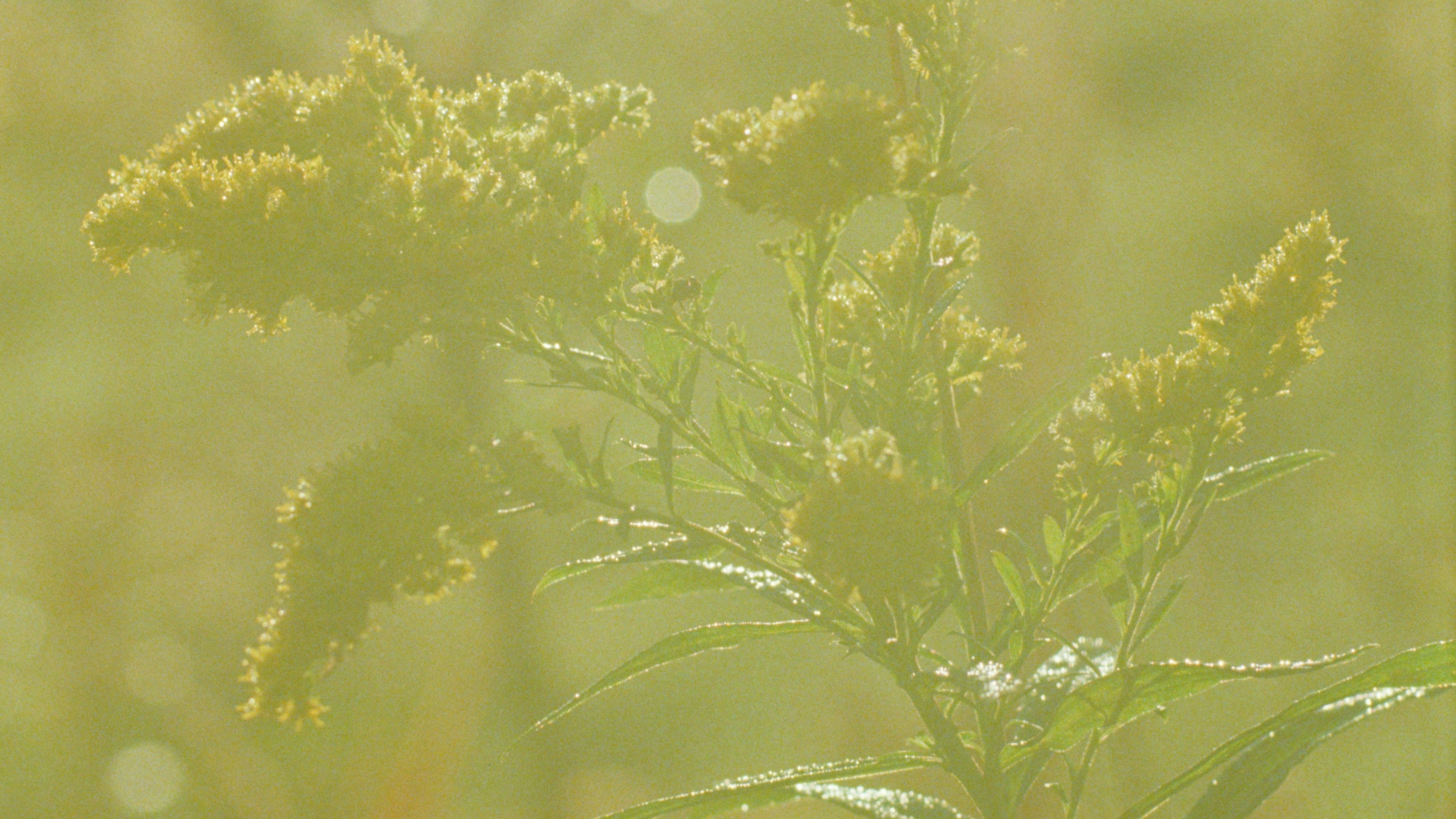 Backdrop for A Flower
