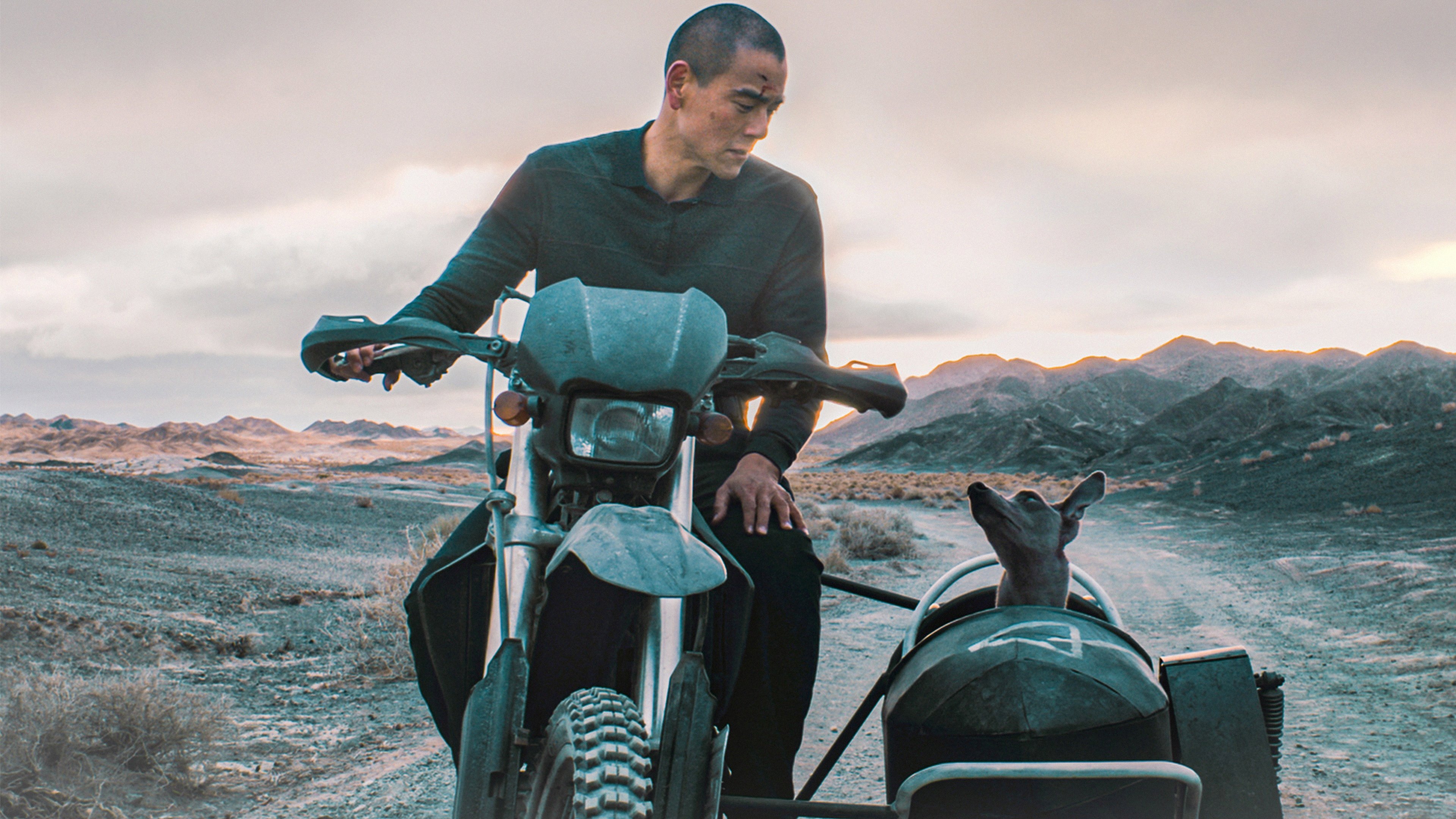 Backdrop for Black Dog