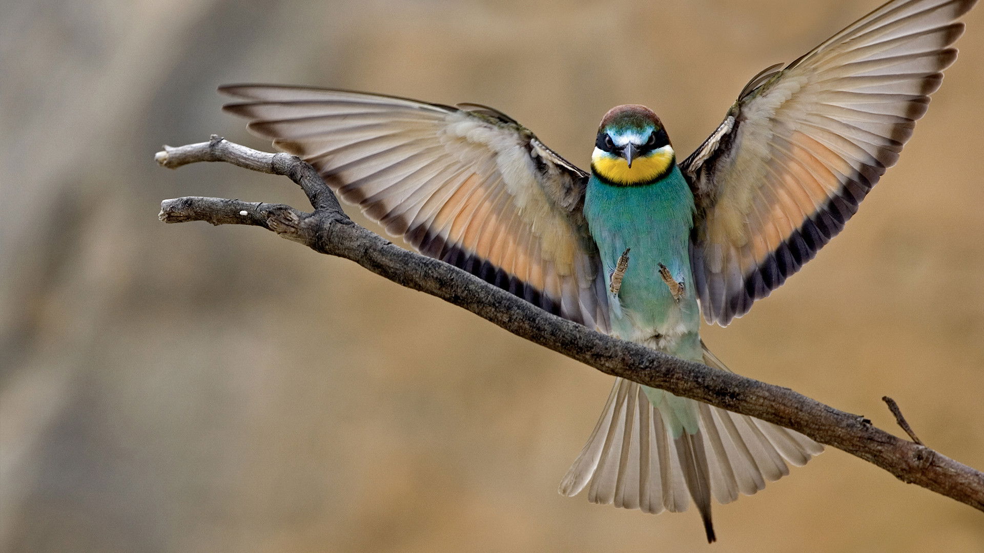 Backdrop for Wild Israel