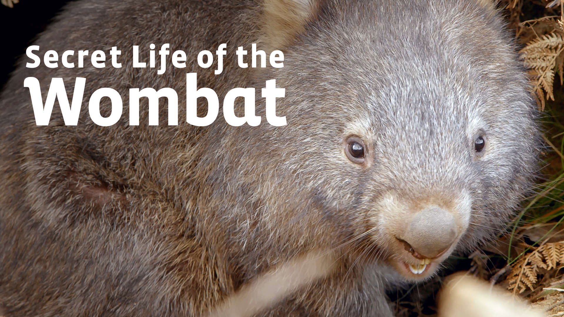 Backdrop for Secret Life of the Wombat