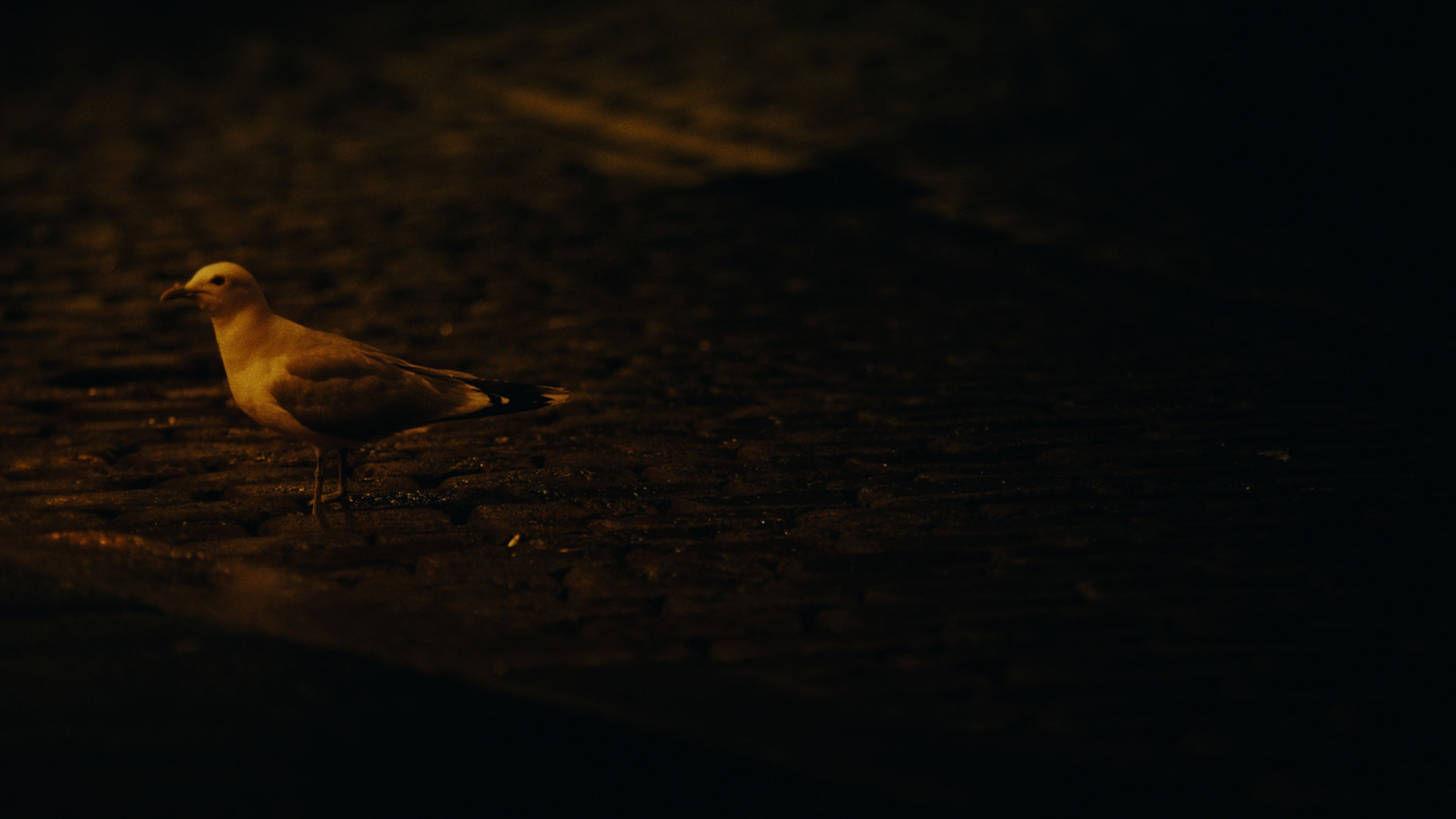 Backdrop for Don't Feed the Seagull