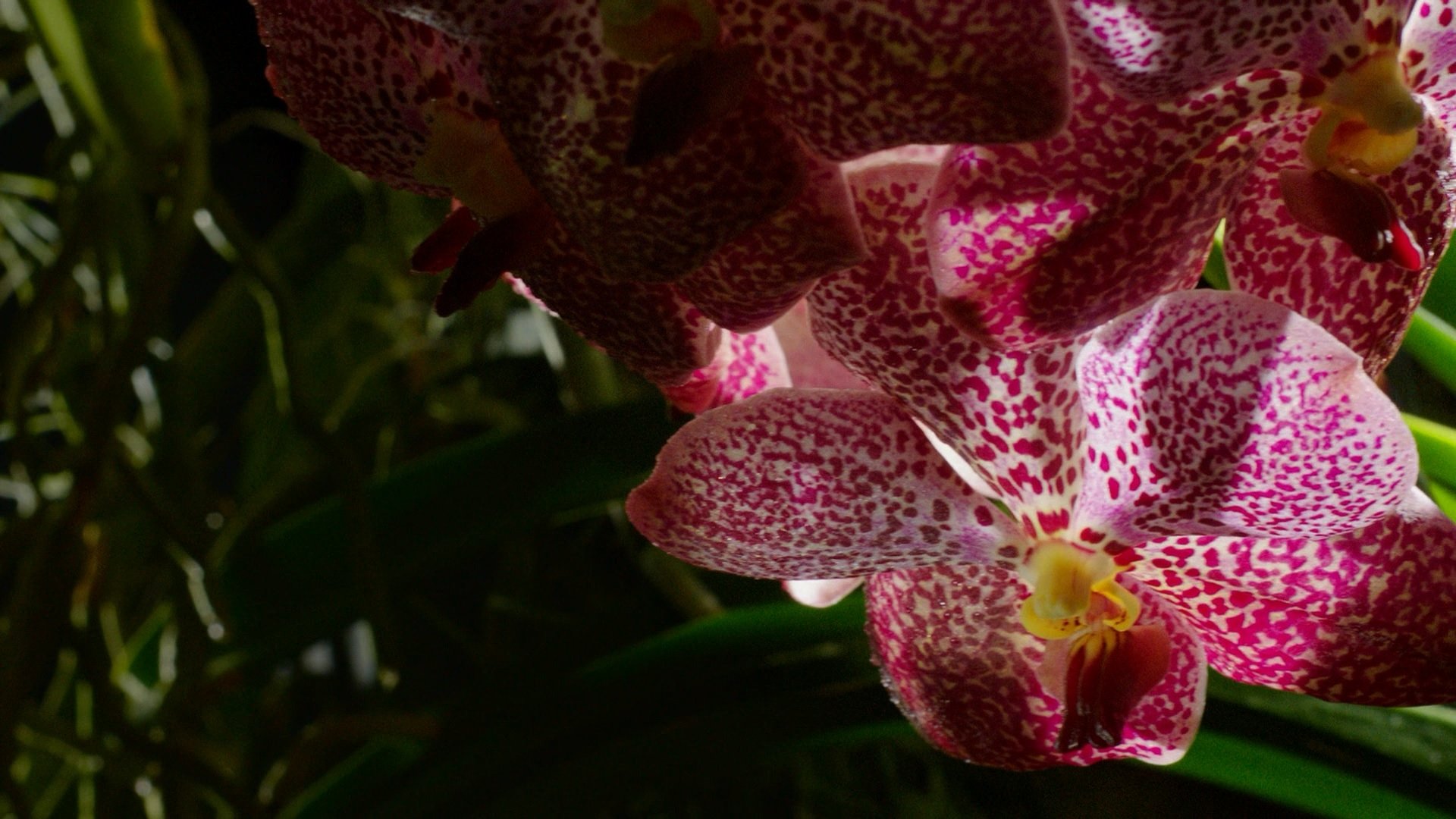 Backdrop for Kingdom of Plants