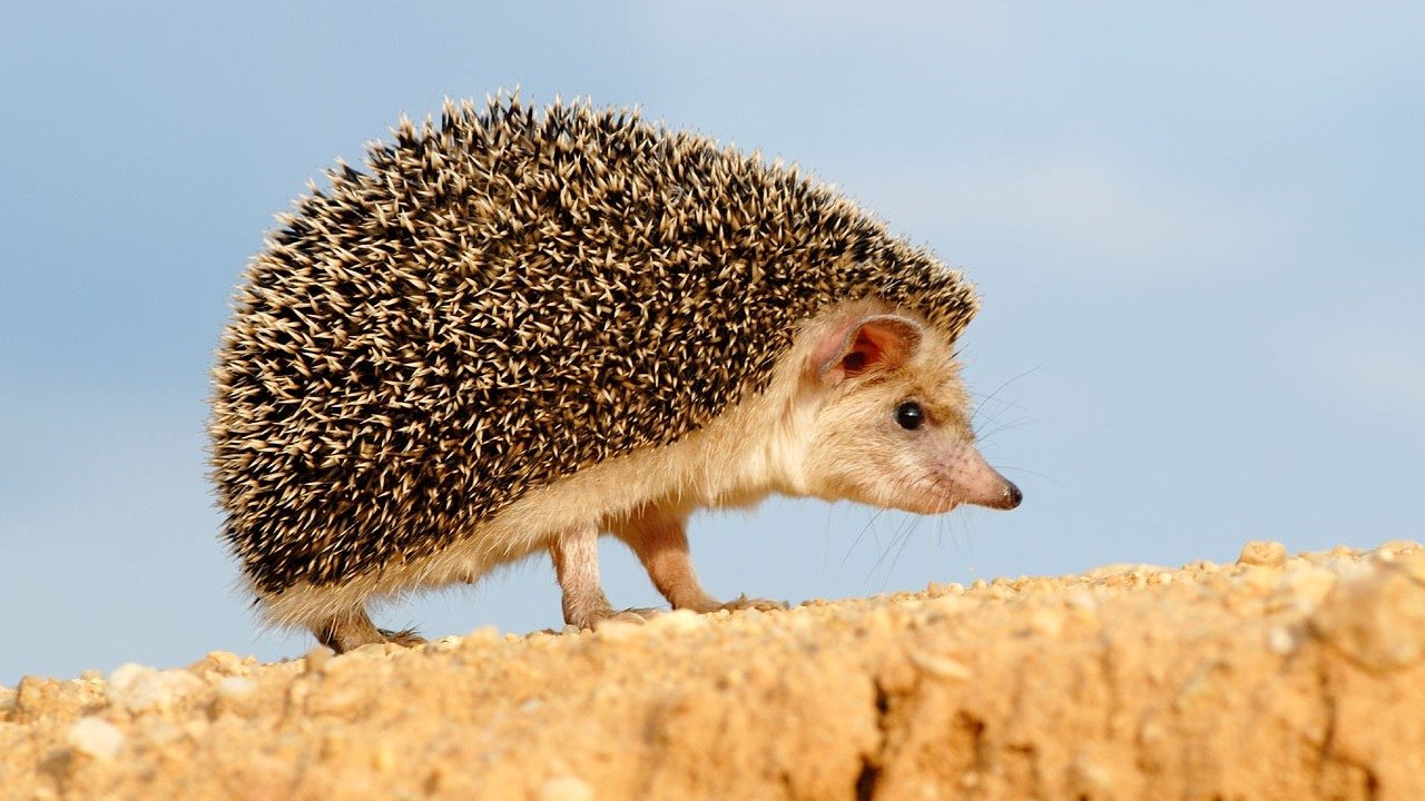 Backdrop for Podivuhodná cesta ježka Aladina