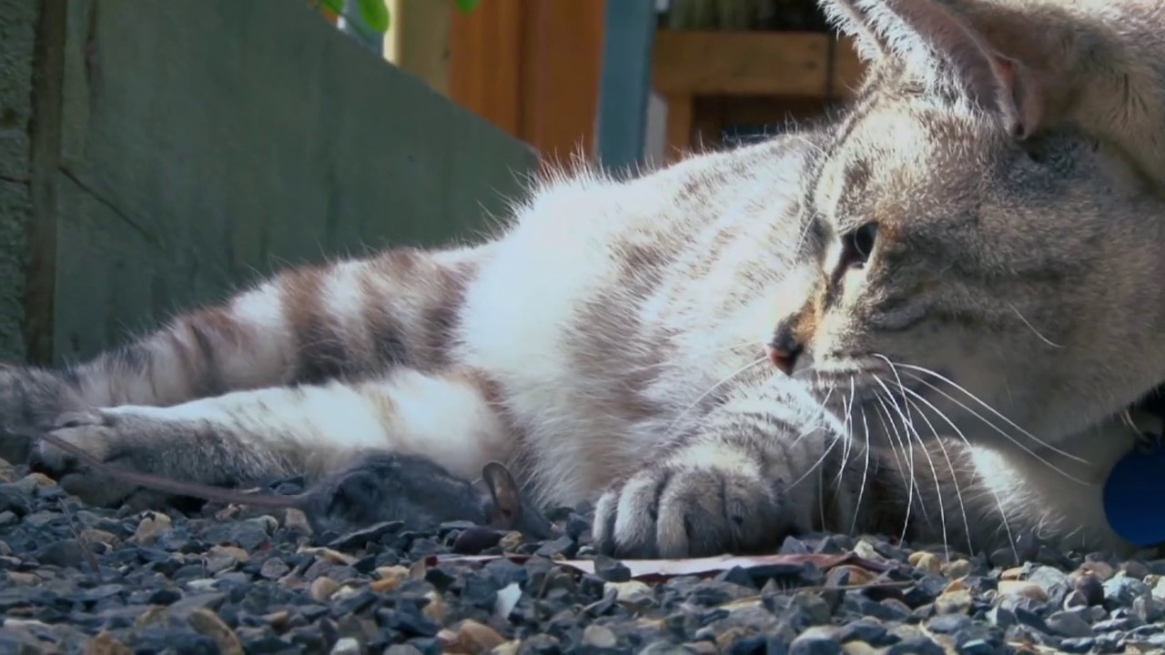 Backdrop for Psycho Pussies: Mad Cat Attacks