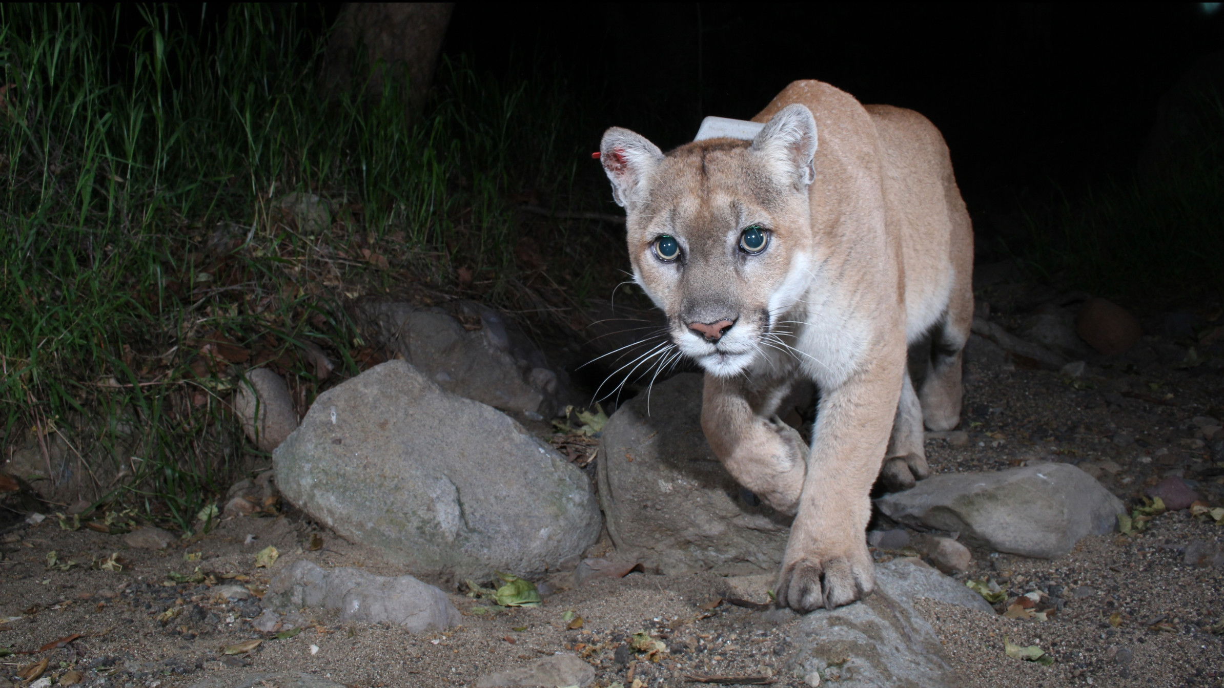 Backdrop for The Cat That Changed America