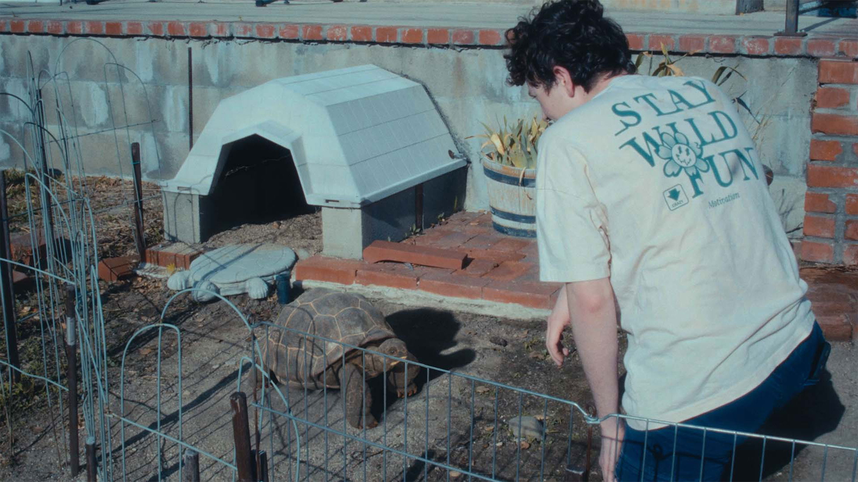 Backdrop for Shell Shocked