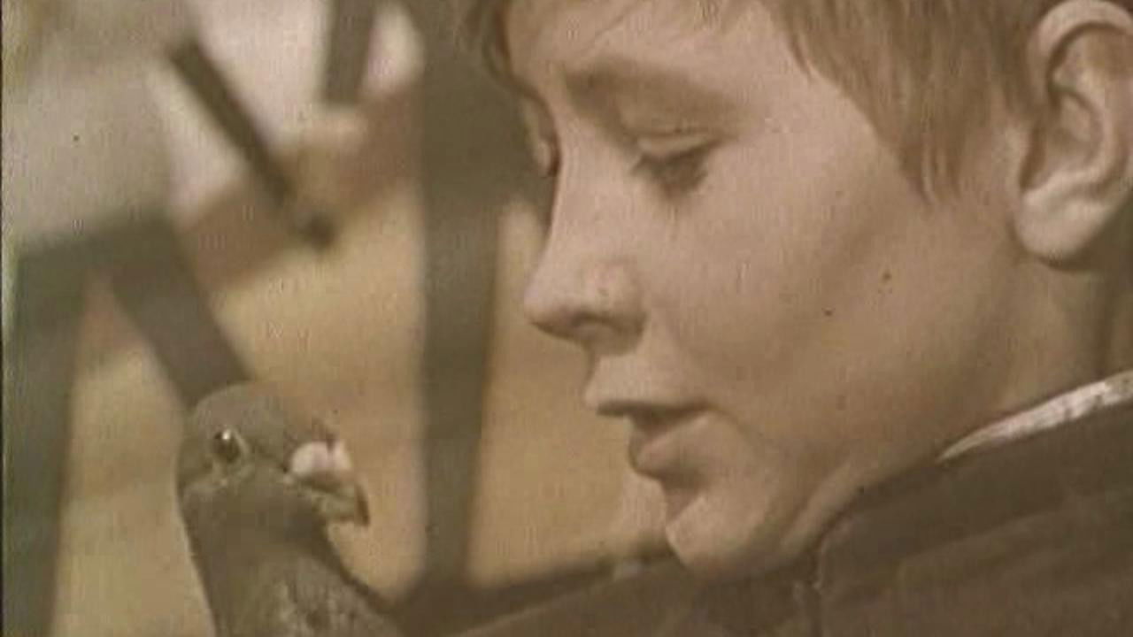 Backdrop for The Boy and the Pigeon