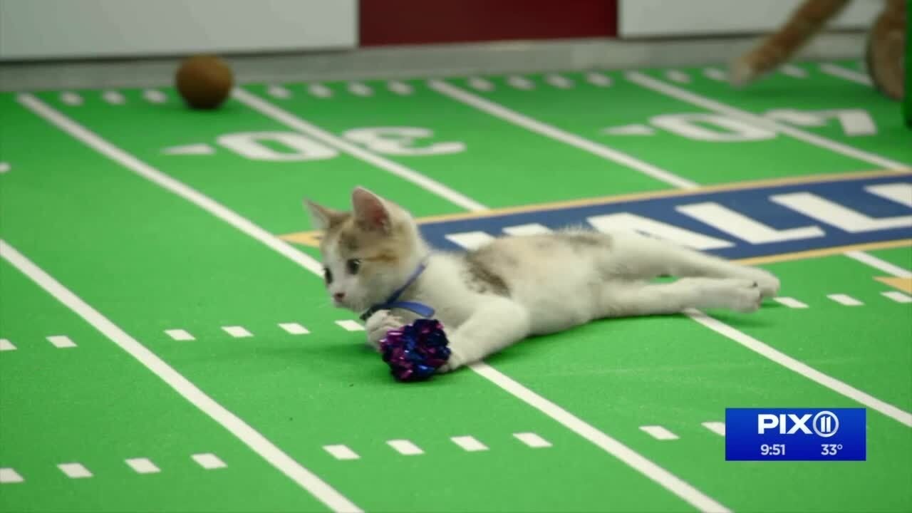 Backdrop for Kitten Bowl VIII Special