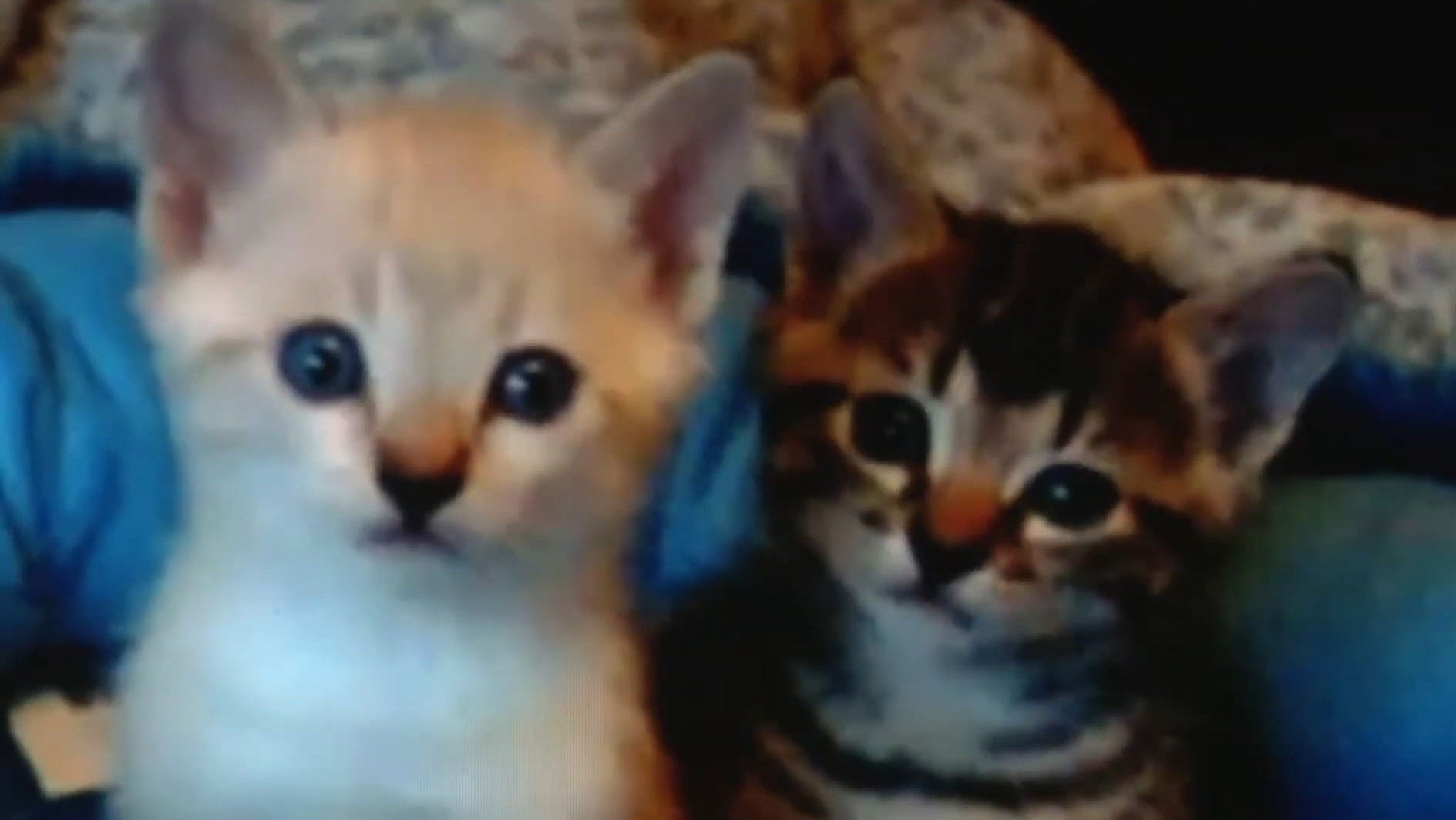 Backdrop for YouTube Trilogy: 4 Songs, History, Asian Girls