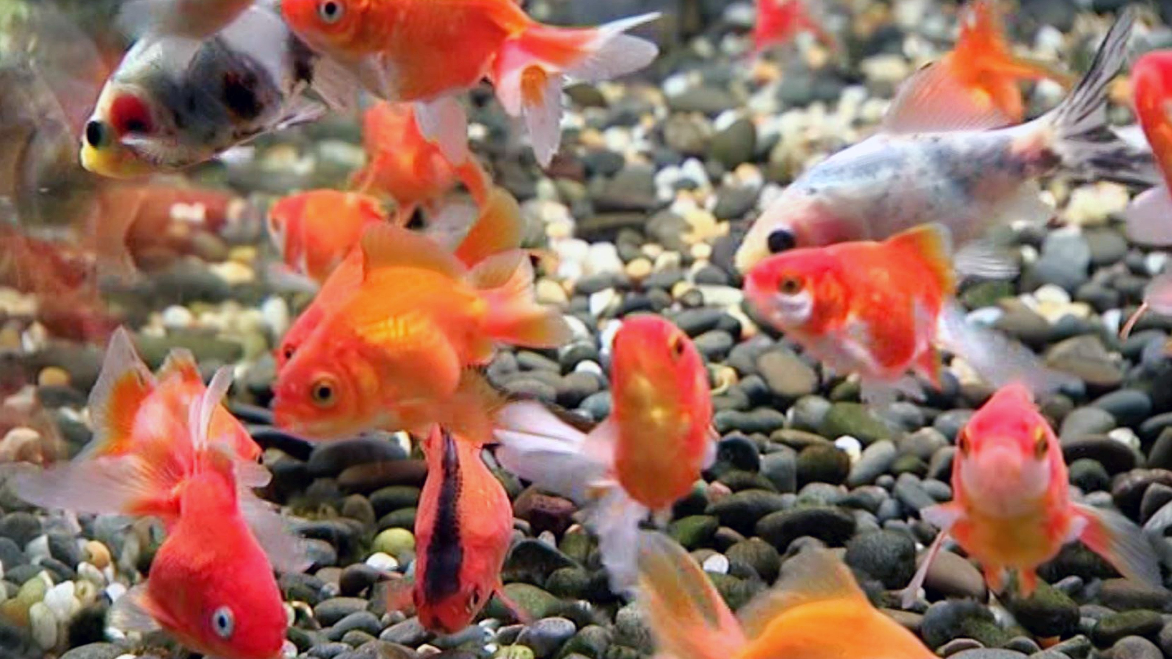 Backdrop for Blue Planet Easy Fishkeeping