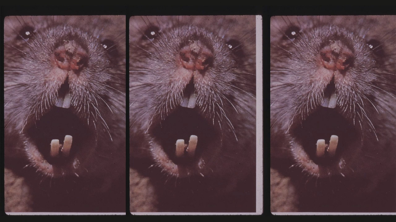 Backdrop for Living Without Menace