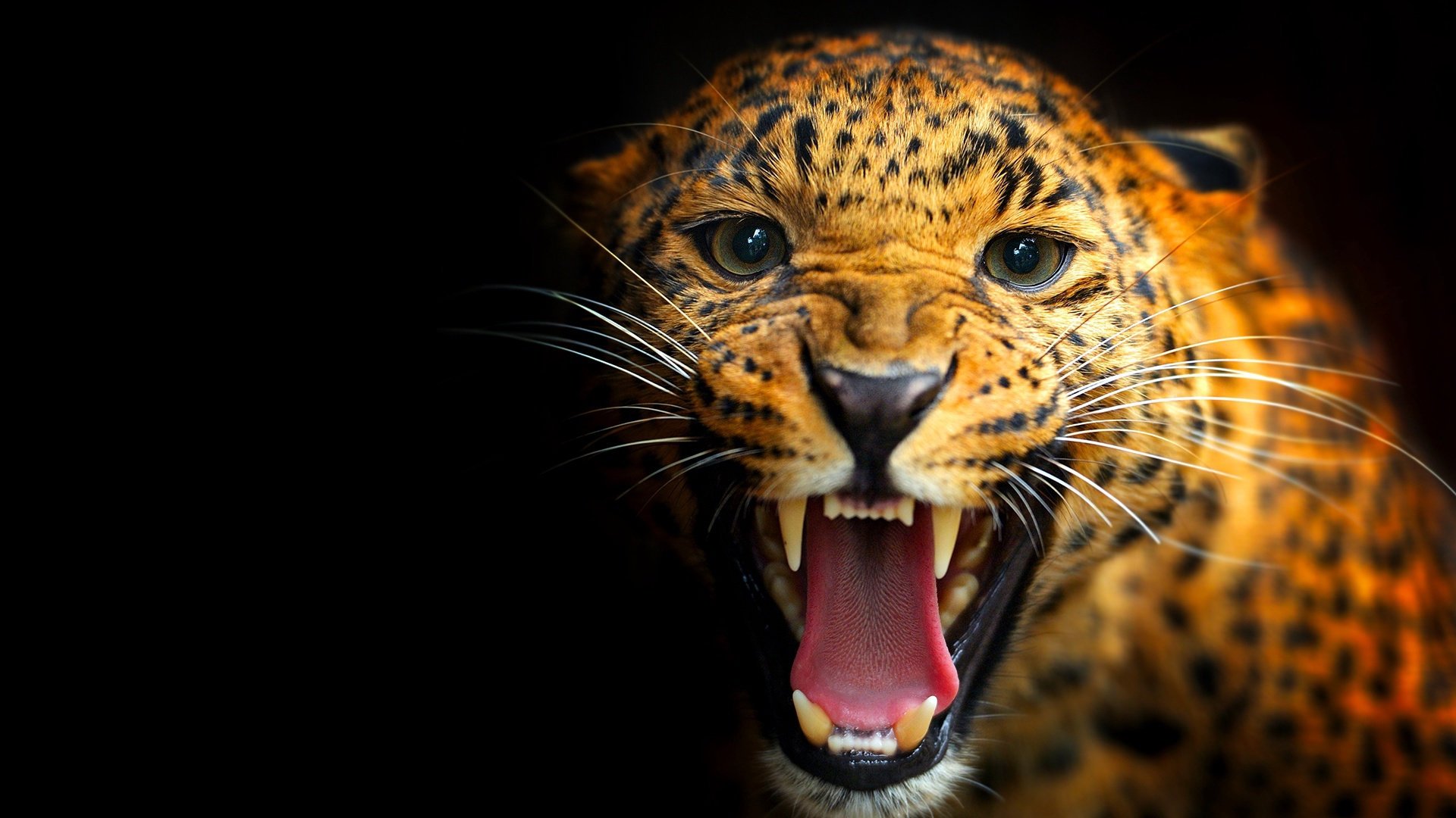 Backdrop for Among Big Cats and Anteaters - With Lydia Möcklinghoff in Brazil's wildlife