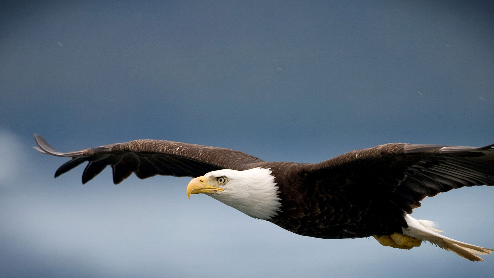 Backdrop for Rugged Justice