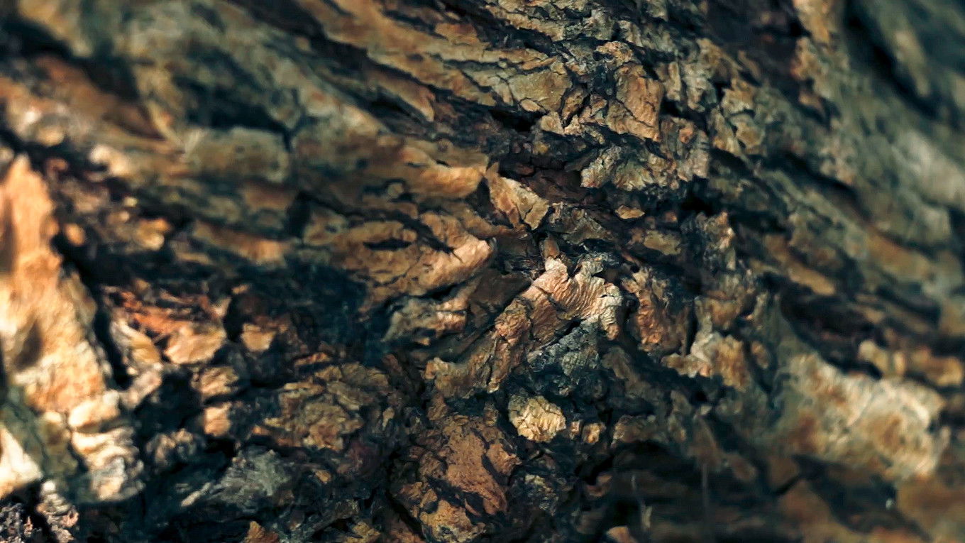 Backdrop for Memories of a Mesquite