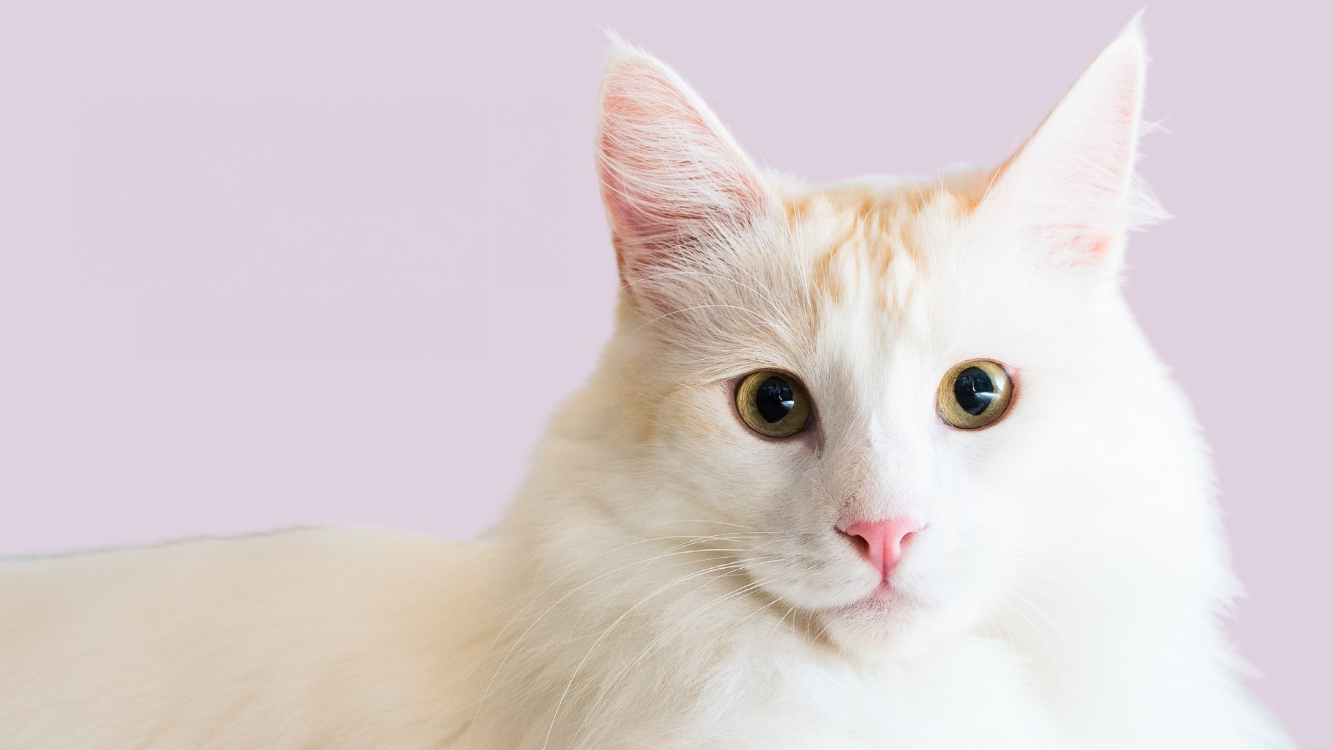 Backdrop for Catwalk 2: The Comeback Cats