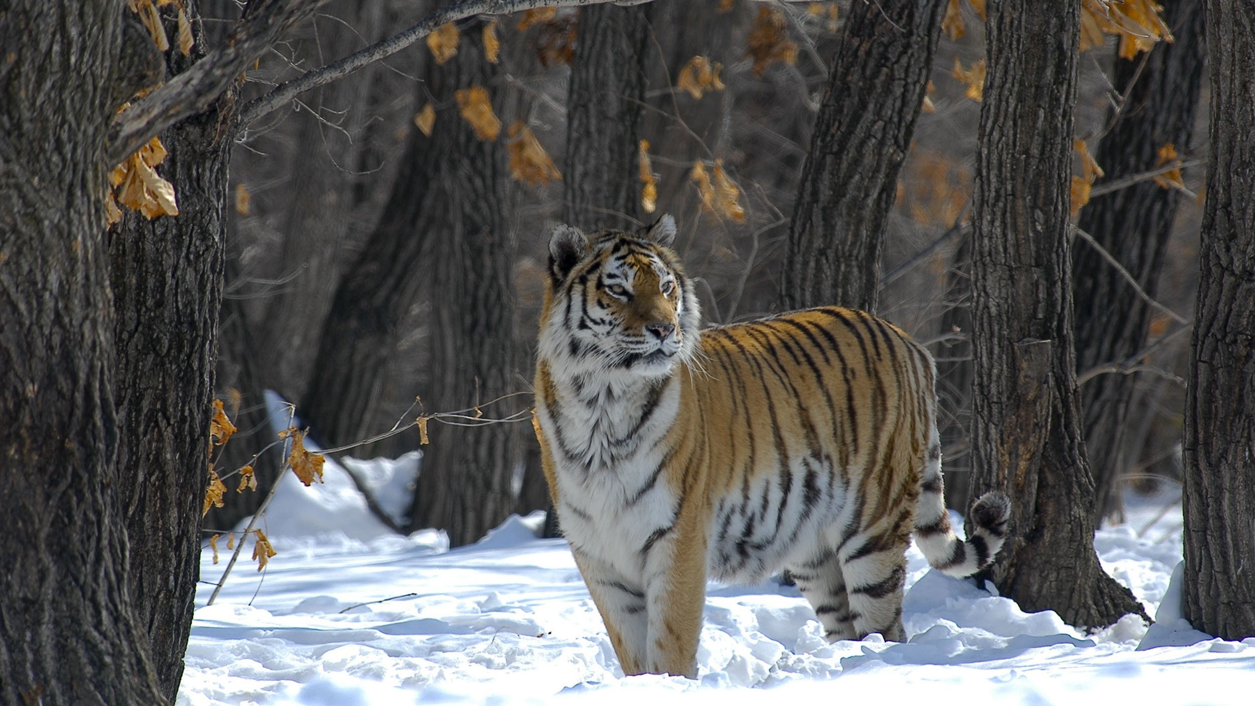 Backdrop for Russia - In the Realm of Tigers, Bears and Volcanoes