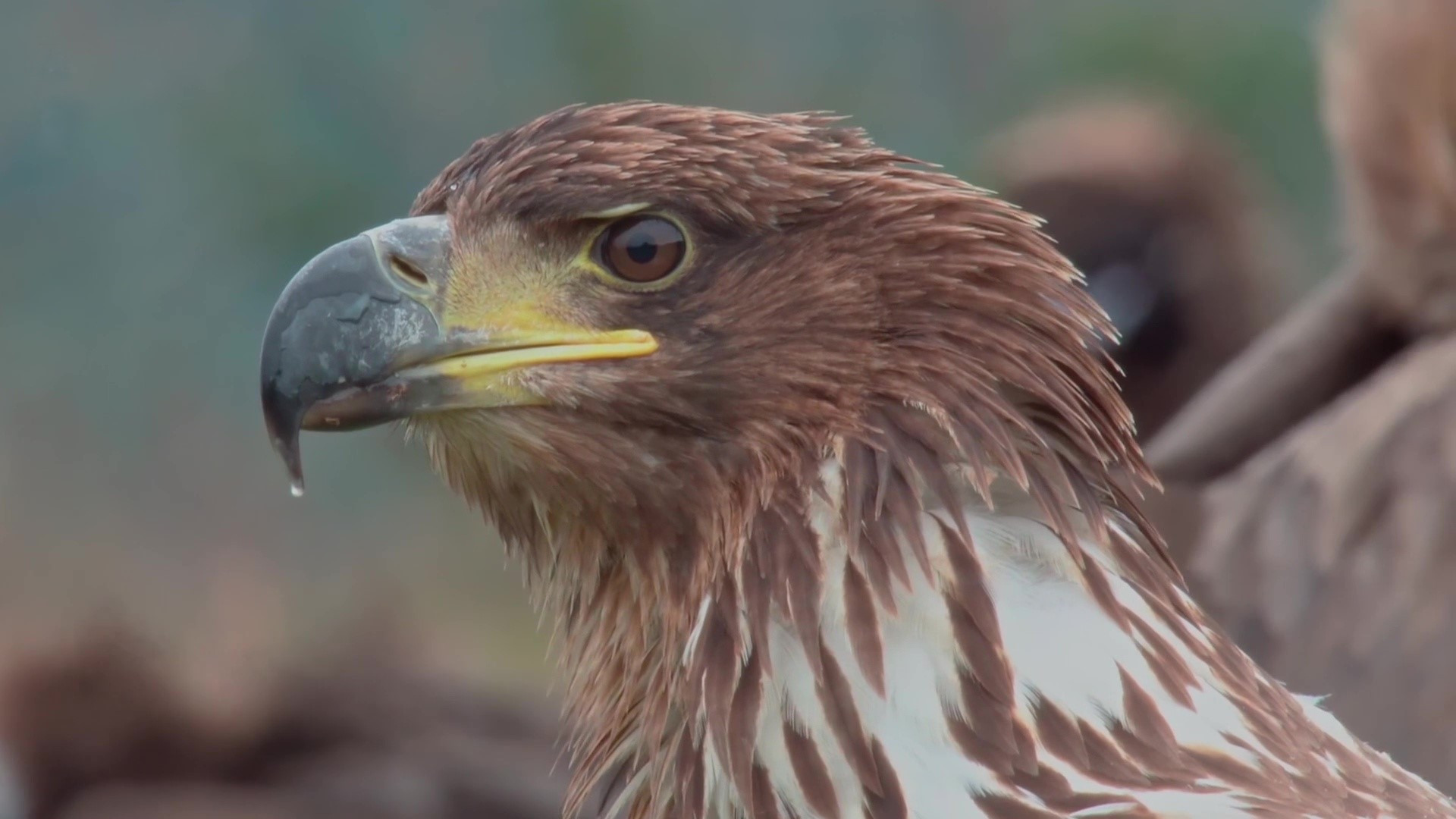 Backdrop for The World of Birds of Prey – Right to Survival