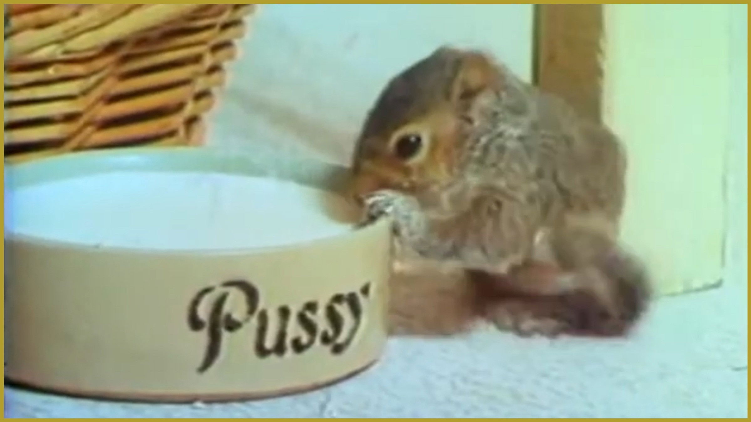 Backdrop for Squirrel On My Shoulder