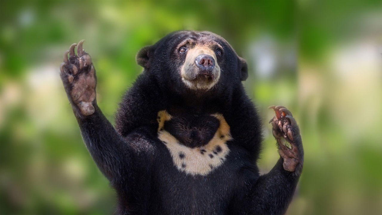 Backdrop for Project Wild