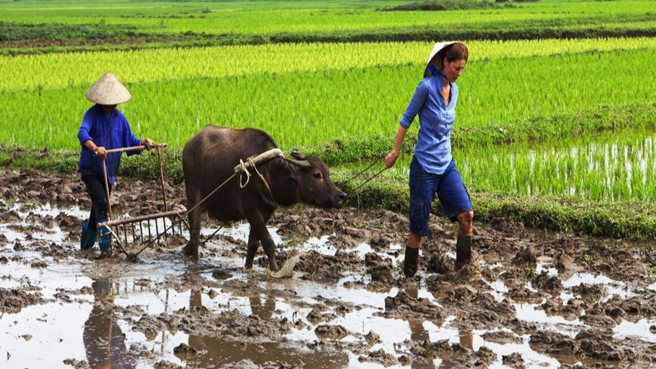 Backdrop for Die kulinarischen Abenteuer der Sarah Wiener in Asien