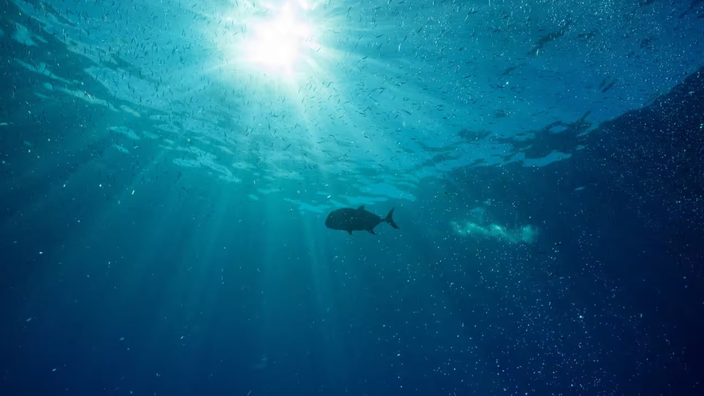 Backdrop for Hope in the Water