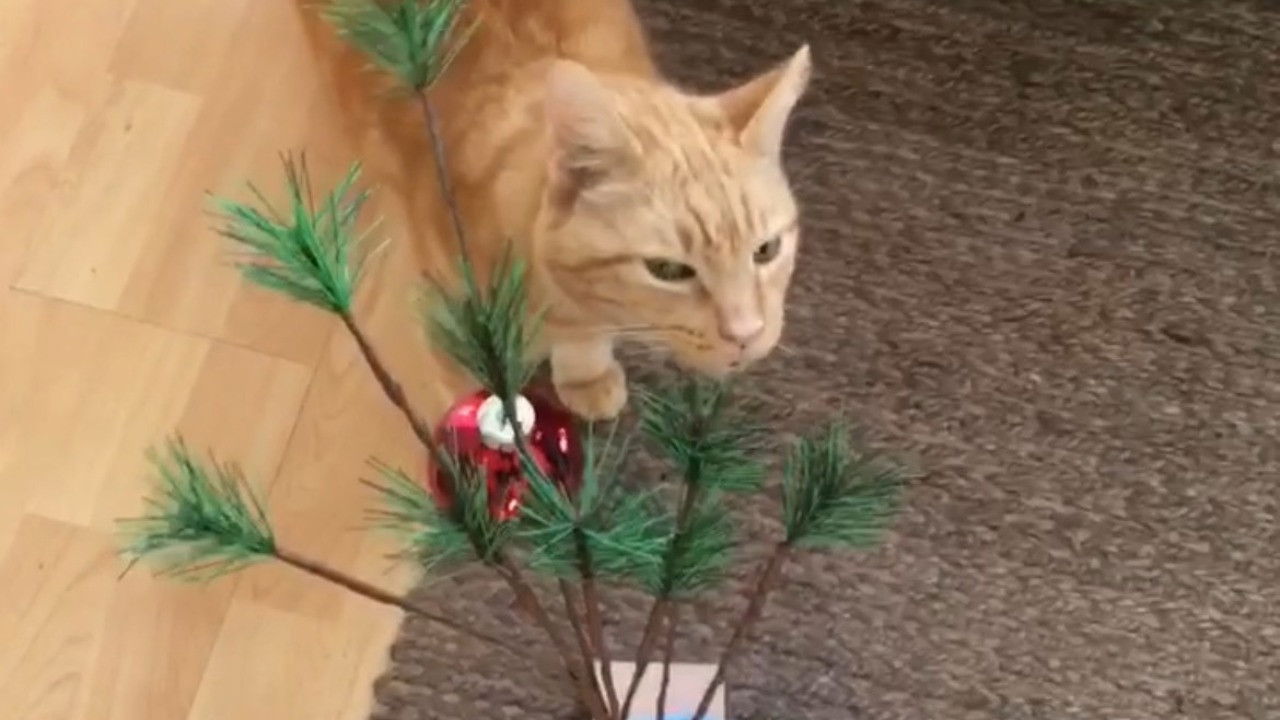 Backdrop for The Adventures of Murphy the Cat #6